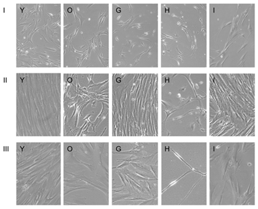 Long-term culture of fibroblasts in the presence of test substances for I, II and III passage. Images are named according to the letter code of the condition/substance provided in Table 1.