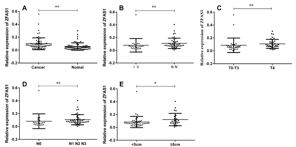 LncRNA ZFAS1 was up-regulated in gastric cancer tissues and was associated with TNM stage, cancer invasion, lymph node metastasis and cancer diameter. (A) ZFAS1 was highly expressed in GC tissues compared to paired non-tumor tissues (P B) ZFAS1 expression levels in different clinical stage of gastric cancer (P = 0.0053). (C) Up-regulation of lncRNA ZFAS1 was associated with tumor invasion (P = 0.0043). (D) Up-regulation of lncRNA ZFAS1 was associated with lymph node metastasis (P = 0.0059). (E) Up-regulation of lncRNA ZFAS1 was associated with cancer diameter (P = 0.0209). The relative expression level was calculated using 2-ΔCT method. **, P P A) and Mann-Whitney U test (B,C,D and E).