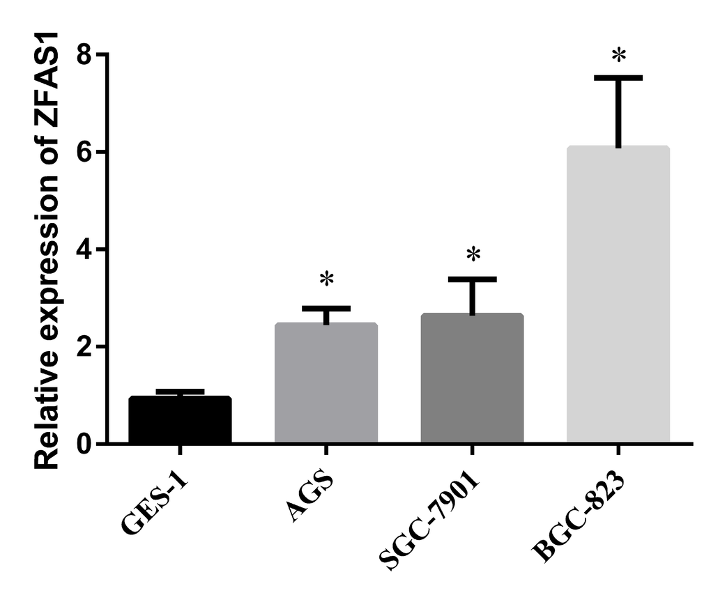 Evaluation of ZFAS1 in three GC cell lines compared to a normal gastric cell line GES-1. The expression level of ZFAS1 in gastric cancer cell lines (AGS, SGC-7901, and BGC-823) were higher than that in human gastric epithelial cell line GES-1, *, P -ΔΔCt method.