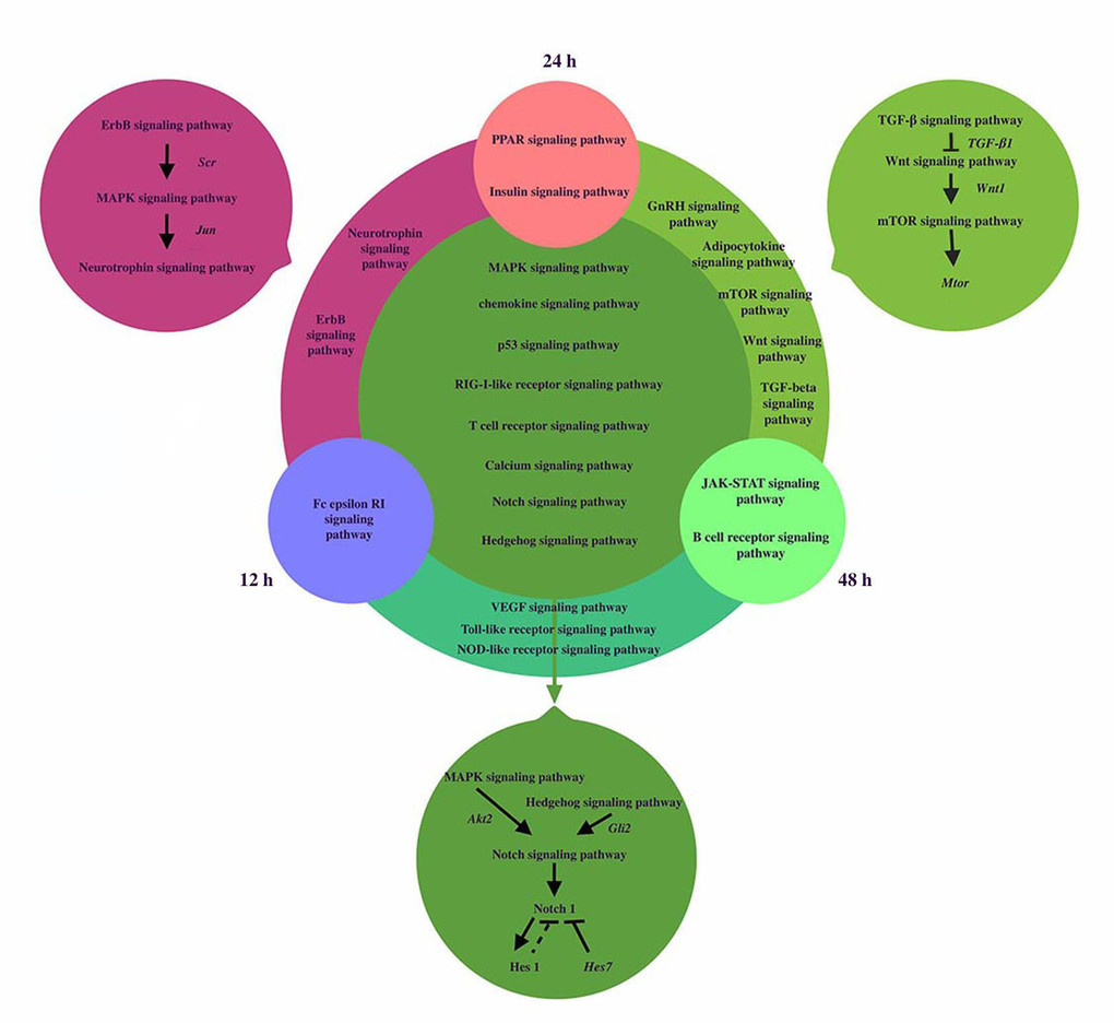 The coexpression networks of related pathways during somitogenesis. We analyzed the signaling pathways network of dynamic regulation during somitogenesis at three different time points including12h, 24h and 48h. Fc epsilon RI signaling pathway was only significantly regulated in 12h, PPAR signaling pathway and Insulin signaling pathway were significantly regulated in 24h, Jak-STAT signaling pathway and B cell receptor signaling pathway were significantly regulated in 48h. 2 signaling pathways played roles at both 12h and 24h. Erb signaling pathway can activate Neurotrophin signaling pathway via MAPK signaling pathway. Jun, regulated by MAPK signaling pathway, induce neurotrophin activation. 5 signaling pathways regulated significantly at 24h and 48h, TGF-β signaling pathway activated Wnt signaling pathway via the expression of TGF-β1. Wnt1 is target gene of Wnt signaling pathway and Wnt1 can induced the activation of mTOR signaling pathway. 3 signaling pathways regulated significantly at 12h and 48h. 9 signaling pathways regulated at three different time points. MAPK and Hedgehog signaling pathways can activate Notch signaling pathway by activating Akt2 and Gli2 respectively. Notch1 and Hes1 are the downstream effectors of Notch signaling pathway and Hes1 is the target gene of Notch1. Hes7 can inhibit Notch target genes, so we hypothesize that Hes1 may have the similar effect. For simplicity, several target genes, gene products, and regulatory interactions are not shown.