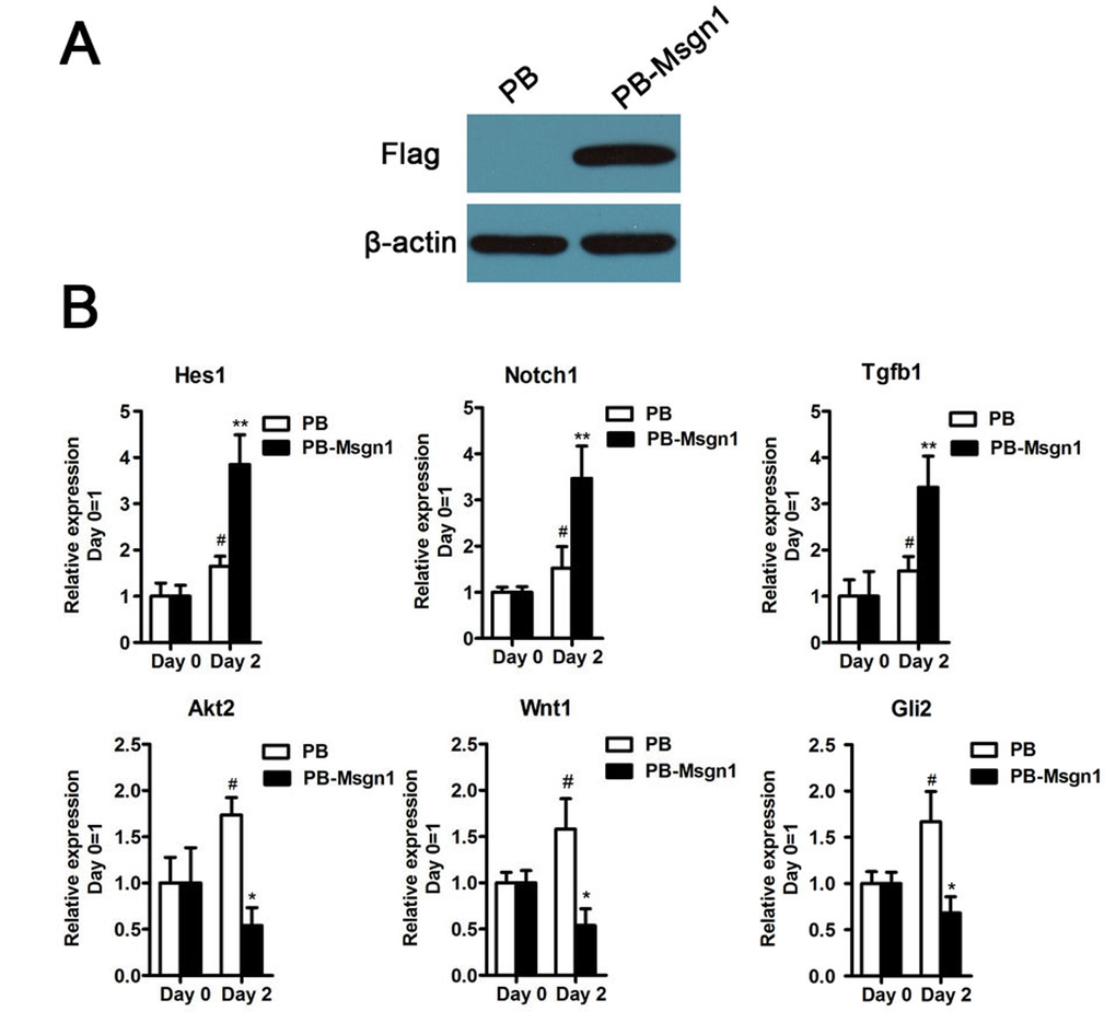 The validation results of qRT-PCR. (A) Flag-tagged Msgn1 was introduced into 46C mESCs and the protein level of Flag-tagged Msgn1 was determined by Western blot. β-actin was used as a loading control. (B) qRT-PCR analysis of the indicated gene expression for the indicated time in mESCs and mESCs-derived EBs. Data represent mean±s.d. of three biological replicates. #p 