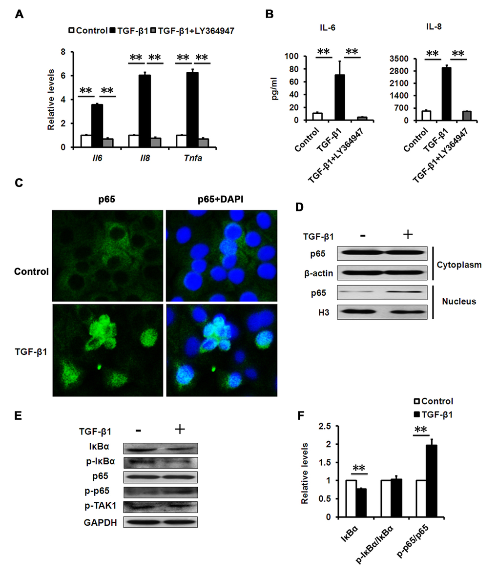 Effects of TGF-β1 on SASP production. (A) mRNA levels of the indicated genes in HCECs treated with TGF-β1 (10 ng/ml) for 3days. (B) The IL-6 and IL-8 in cultured HCECs supernatants were detected by ELISA. (C) HCECs were stimulated with TGF-β1 (10 ng/ml) for 24 h. NF-kB p65 translocation was detected by fluorescent microscope. (D) HCECs were treated with TGF-β1 (10 ng/ml) for 24 h. Cytoplasmic and nuclear levels of NF-kB p65 were analyzed by Western blot. (E) Western blots of whole cell extraction from HCECs treated with TGF-β1 (10 ng/ml) for 24h. (F) Quantification of western blots processed with Image J. **P≤0.01. Data are representative of three independent experiments.