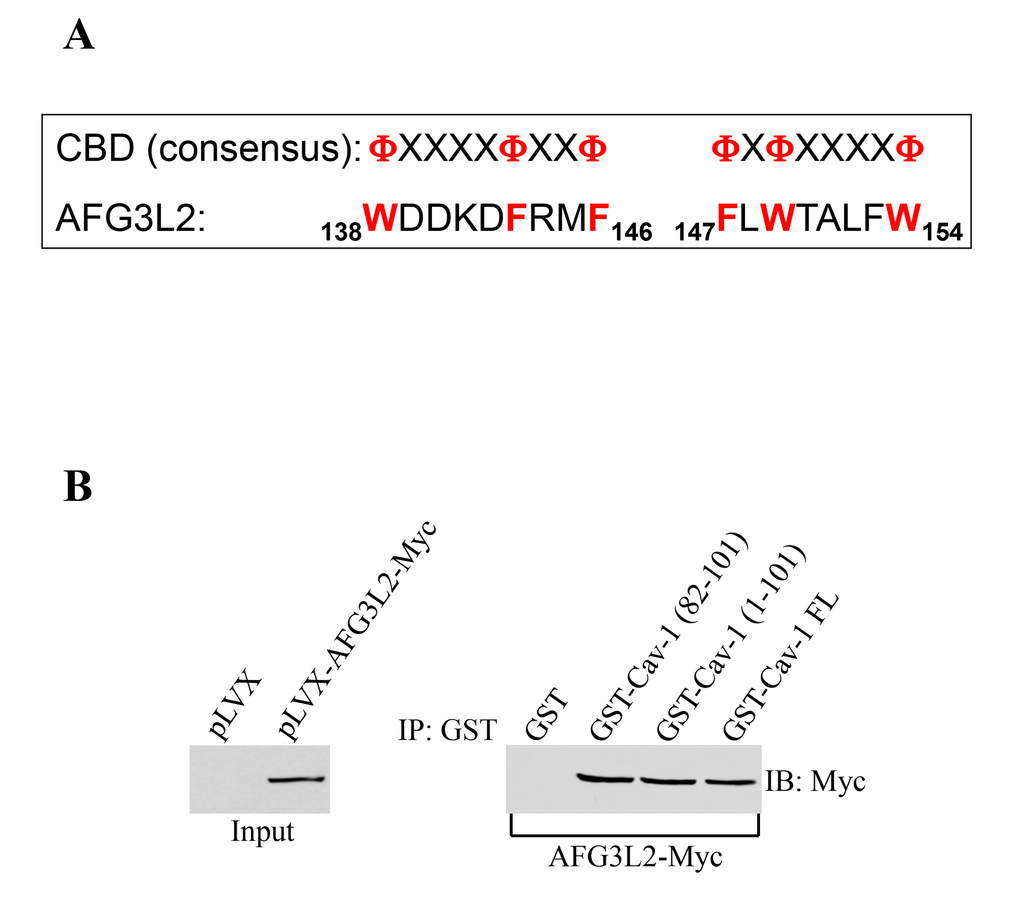 AFG3L2 directly interacts with caveolin-1 in vitro. (A) Schematic diagram showing the consensus caveolin-binding-domain (CBD) and the CBD of human AFG3L2 (amino acids 138-146 and 147-154). Φ represents an aromatic amino acid and X represents any amino acid. (B) Caveolin-1-GST fusion proteins [GST-Cav-1(82-101), GST-Cav-1(1-101) and GST-Cav-1-FL] were used in pull down assays with cell lysates from NIH 3T3 cells transiently transfected with AFG3L2-myc. Pull-down assays with GST alone was used as internal control.