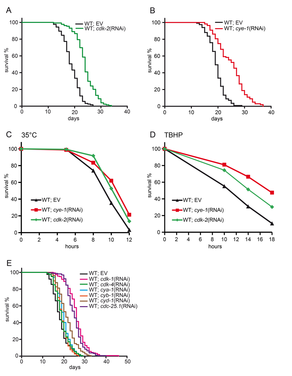 Inhibition of cell cycle extends lifespan and enhances stress tolerance. (A) Lifespan analysis in wild type animals fed with cdk-2(RNAi) or control. Inhibition of cdk-2 increases the mean lifespan by 28%. (B) Lifespan analysis in wild type animals fed with cye-1(RNAi) or control. (C) Increased resistance to heat (35°C) deriving from cdk-2 and cye-1(RNAi). See Table S3 for statistics. (D) Inhibition of cye-1 and cdk-2 by RNAi increases resistance to oxidative stress from TBHP. Statistical analyses are presented in Table S4. (E) Inhibition of key components of the cell cycle machinery extends lifespan. EV refers to empty RNAi vector control. All survival plots show combined data from at least two experiments. See also Table 1 for corresponding data and statistics, and Table S1 for individual experiments.