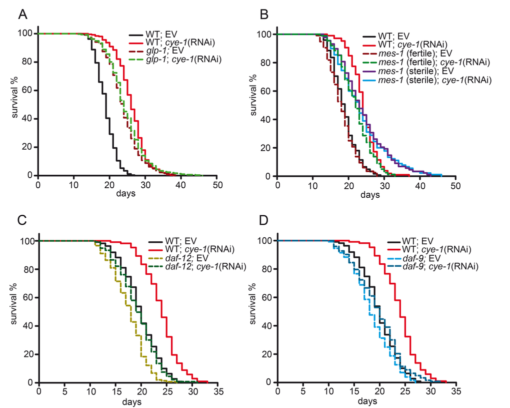 Cell cycle genes function in the germline longevity pathway. (A) cye-1(RNAi) does not alter longevity of germline-defective glp-1(e2141) mutants. glp-1 mutants were raised at 25°C until L4/early adulthood to eliminate germ cells and then shifted to 20°C for the rest of the assay. (B) Lifespans of germline-defective mes-1 mutants. mes-1(bn7) induced sterility is approximately 50% penetrant at 20°C [7]. The sterile and fertile mes-1 animals were identified by their appearance using a dissecting microscope. cye-1(RNAi) extends lifespan in fertile mes-1 animals but not in sterile mes-1 mutants. (C) The steroid hormone signaling pathway is required for cye-1(RNAi) longevity. The nuclear hormone receptor daf-12(rh61rh411) mutants greatly suppress the longevity of cye-1(RNAi) treated worms. (D) Inactivation of the steroid hormone biosynthesis enzyme daf-9 abolishes lifespan extension caused by cye-1(RNAi). Survival plots show combined data from at least two experiments. Quantitative data and statistical analyses of lifespan assays are shown in Table 1, individual experiments are presented in Table S1. EV refers to empty control vector.