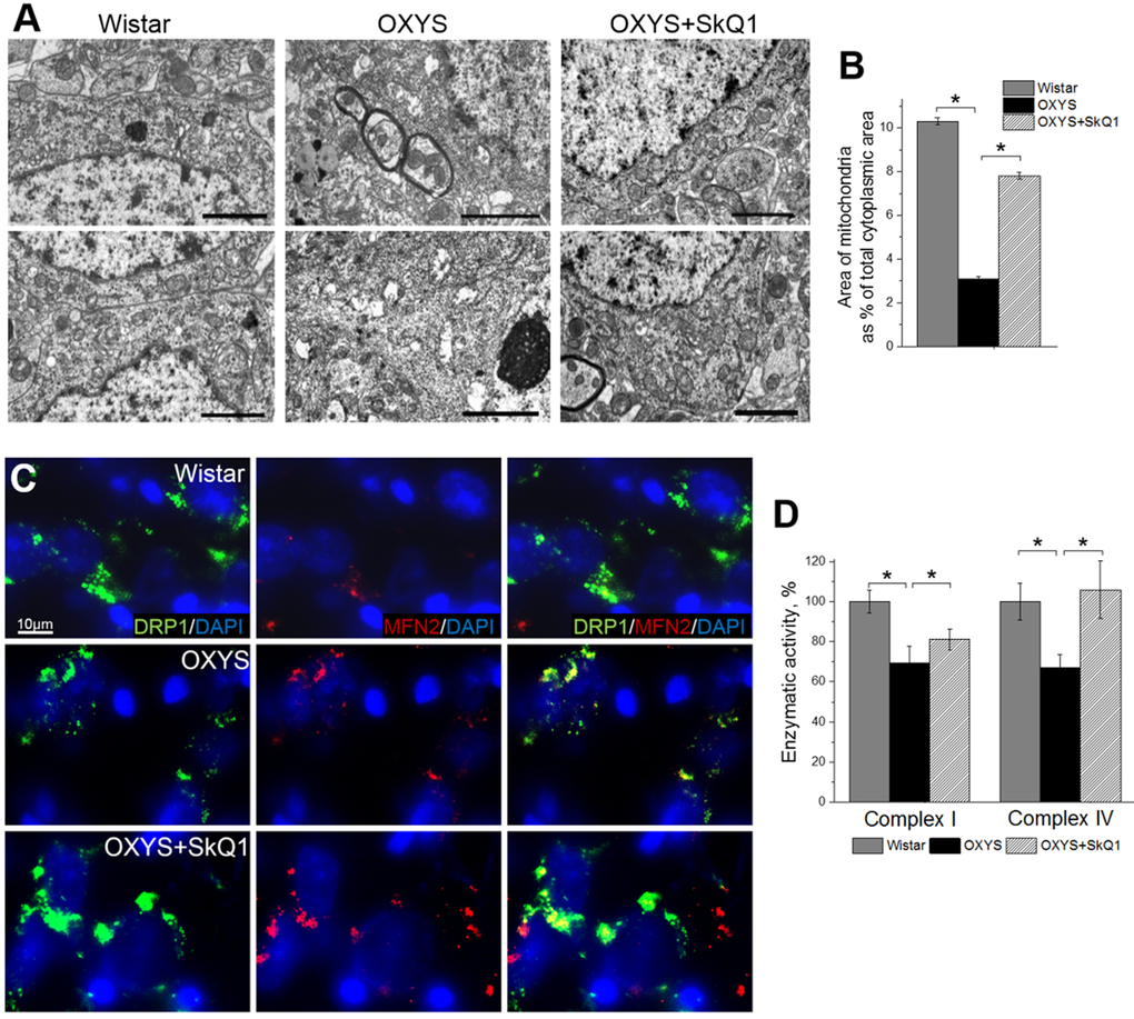 SkQ1 retards mitochondrial alterations in the hippocampus. (A) Alterations in the ultrastructure of the mitochondrial apparatus of CA1 pyramidal neurons in OXYS rats were attenuated by SkQ1 administration. (B) The area occupied by mitochondria within the hippocampal pyramidal neurons as a percentage of the total neuronal area in 18-month-old Wistar rats, untreated OXYS rats, and SkQ1-treated OXYS rats (n=4). Compared to Wistar rats, the untreated OXYS rats had a considerably smaller mitochondrial area. SkQ1 administration increased the mitochondria-occupied portion of the neuronal area. (C) Immunolabeling for mitochondrial fission mediator Drp1 (green) and mitochondrial fusion mediator Mfn2 (red) and cell nuclei (DAPI, blue) in the CA3 region of the hippocampus. (D) Enzymatic activities of complexes I and IV in the hippocampus of OXYS rats were ~30% lower than those in Wistar rats (pA).