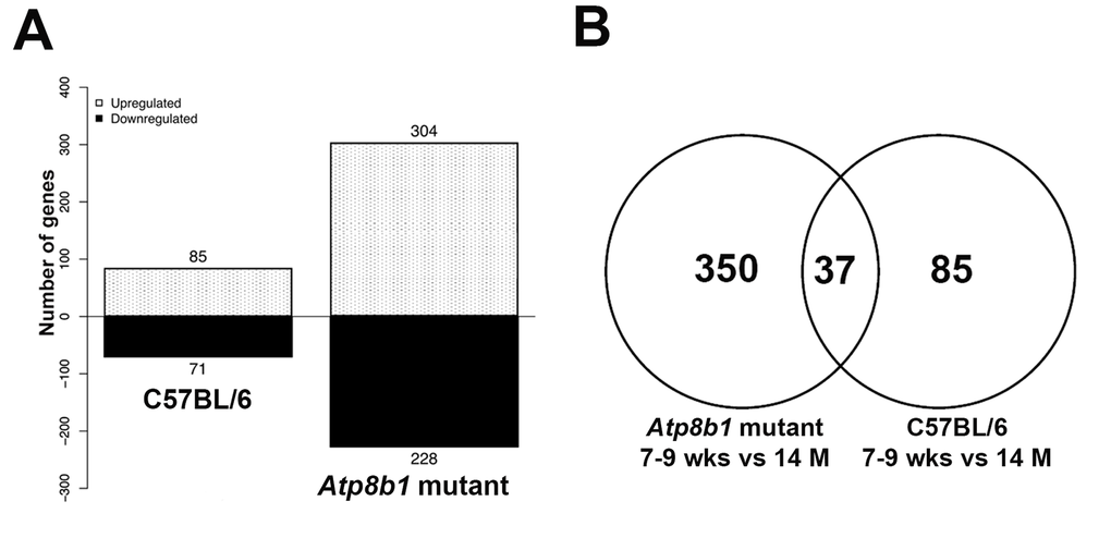 Differentially expressed genes in C57BL/6 and Atp8b1 mutant lungs. (A) Differentially expressed genes in the young (7-9 wk) (N=6) vs. aged (14 M) (N=6) C57BL/6 and Atp8b1 mutant lungs from a total of 34,000 genes that were analyzed by Affymetrix microarray, respectively. p B) Venn diagram depicting overlapping and unique genes in aged C57BL/6 and Atp8b1 mutant lungs. Comparison of the differentially expressed genes (7-9 wks vs 14 M) in C57BL/6 and Atp8b1 mutant lungs revealed 37 overlapping genes between the two datasets, 350 unique genes in Atp8b1 mutant lungs and 85 unique genes in C57BL/6 lungs.