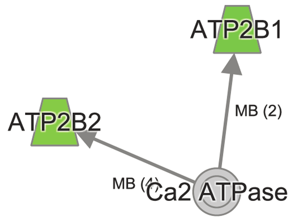 Ingenuity Pathway Analysis reveals dysregulated Calcium signaling in aged Atp8b1 mutant mice. The transcripts Atp2b1 and Atp2b2 encoding ATP2B1 and ATP2B2 that play an important role in calcium signaling were decreased in Atp8b1 mutant lung in age-dependent manner.