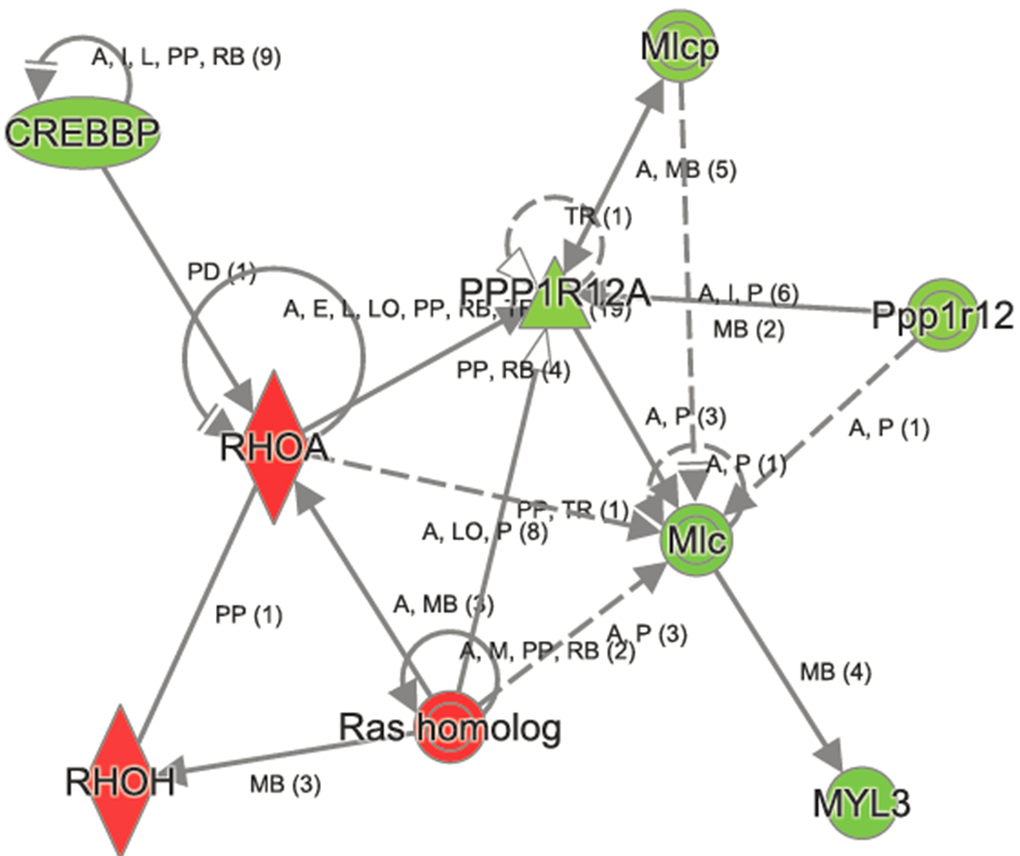 Ingenuity Pathway Analysis of RhoGD1 signaling in aged Atp8b1 mutant mice. The transcript encoding key molecules in this pathway, namely, RHOA, RHOH and Ras homologs were increased, whereas CREBBP, MYL3, Mlcp, and Ppp1r12 were decreased in aged Atp8b1 mutant mice. Symbols and Color Keys. In the Figures (2-6), upregulated genes are depicted in red and downregulated genes in green. The solid lines depict direct interaction and the dashed lines depict indirect interaction between genes. The arrow represents interaction between genes. The symbols represent the following. A= Activation, B= Binding, E= Expression, I= Inhibition, PP = Protein-Protein binding, P = Phosphorylation/Dephosphorylation, RB= regulation of binding, MB = Group/Complex membership.