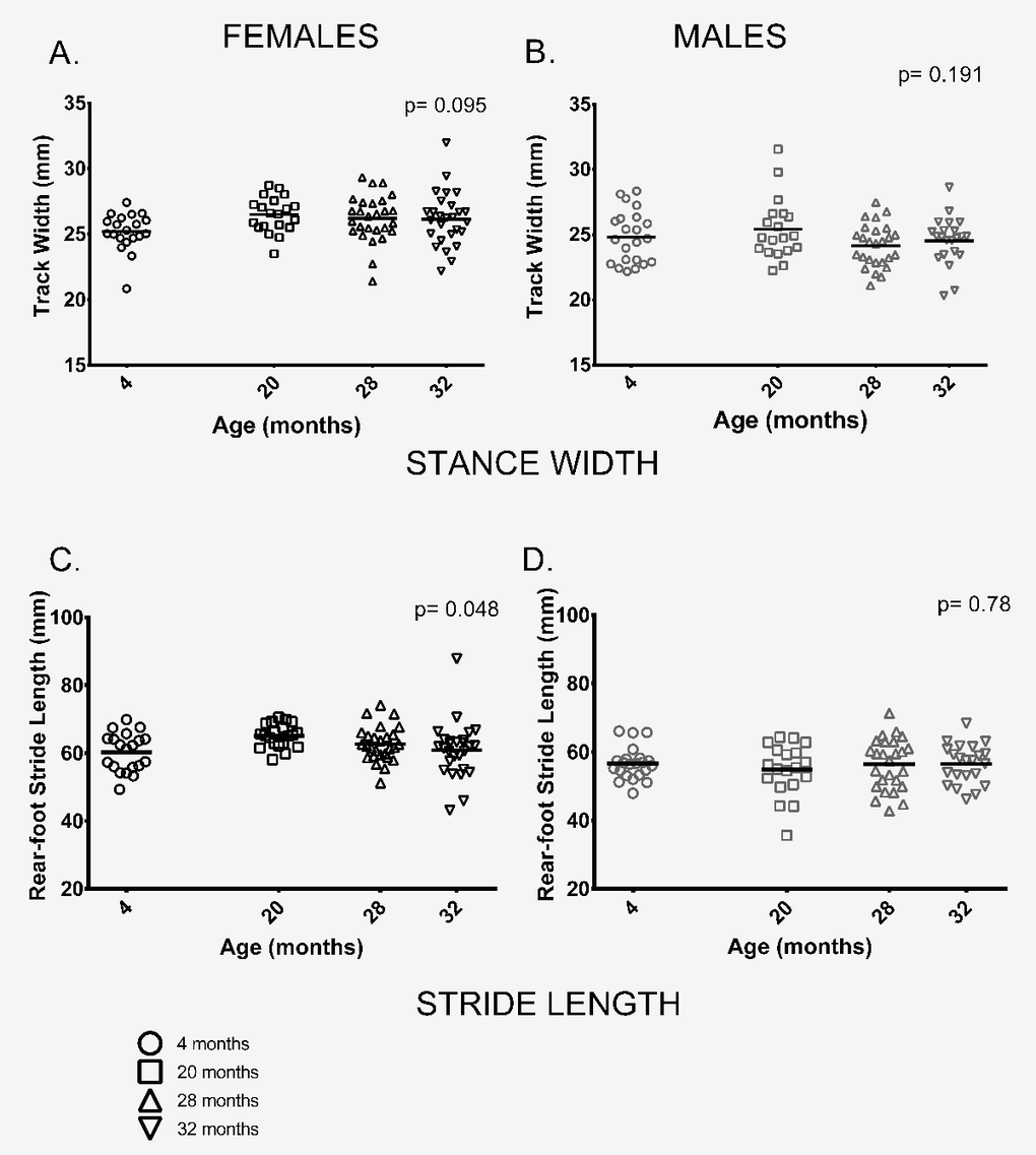 Female, but not male, stride length differed among age groups; gait width showed no differences among age groups. (A, B) Gait width did not differ among the four age groups in female (p = 0.095) or male (p = 0.191) mice. (C) Mean rear-foot stride length among females in the four age groups was marginally different (p = 0.048). (D) Rear-foot stride length did not differ between males in the 4 age groups (p = 0.786). Post-hoc tests subject to Bonferroni correction for multiple comparisons. Sample size: Females n = 20, 20, 27 and 27 for 4, 20, 28 and 32 months; Males n = 22, 19, 26 and 22 for 4, 20, 28 and 32 months.