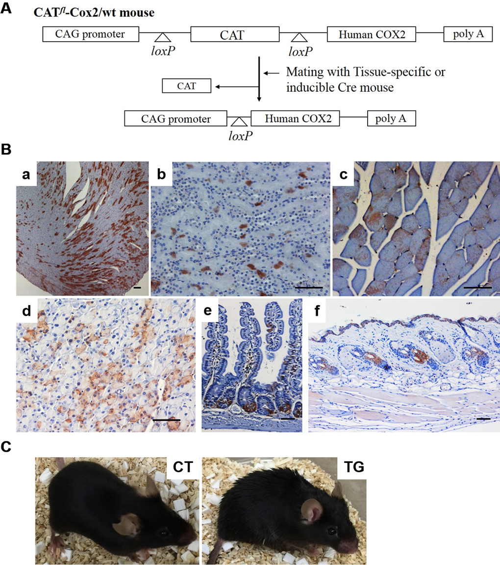 (A) Generation of tamoxifen-inducible COX2 transgenic mouse. Diagram of CAG/CAT/hCOX2 construct is shown. (B) Expression of COX2 in various tissues of tamoxifen-inducible COX2 transgenic mouse. COX2 expression was induced in 5-week-old (CATflCOX2:Rosa-Cre ERT2) mice by intra-peritoneal injections of tamoxifen. Paraffin-embedded sections of 20-week-old COX2 transgenic mice were stained for COX2 using a human COX2-specific antibody. The tissues shown are heart (a), kidney (b), skeletal muscle (c), pancreas (d), small intestine (e), and skin (f). Scale bar=100 μm (C) General appearance of 20-week-old control (CT) and COX2 transgenic (TG) mice.