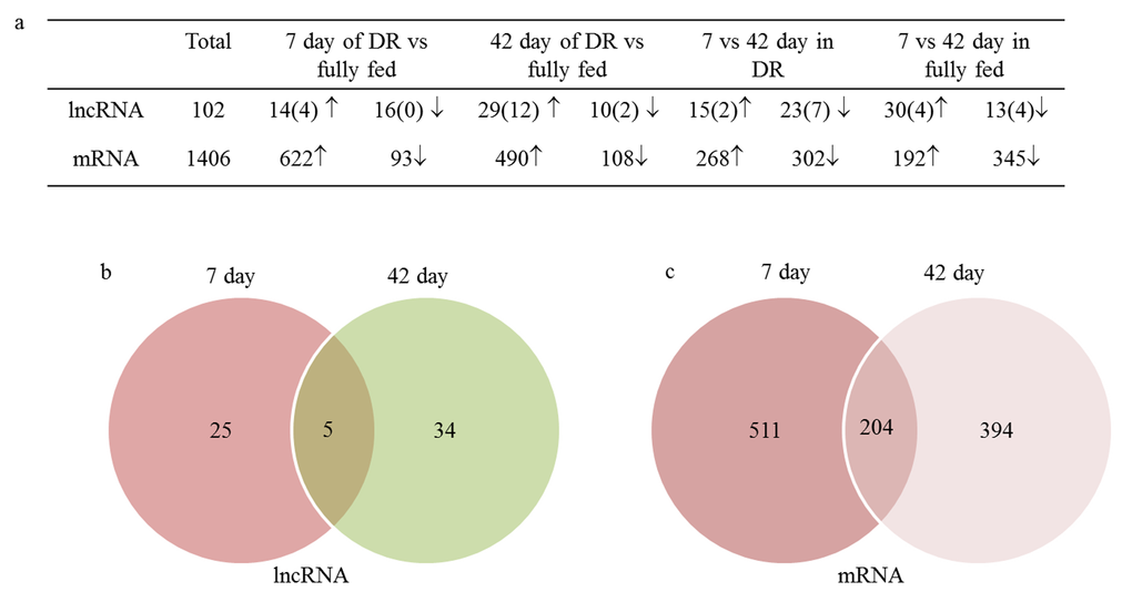102 differentially expressed lncRNA and 1406 differentially expressed coding genes were identified in this study. (a) The number of DEGs in different comparative groups (parentheses presented the number of known lncRNA); (b) Common differentially expressed lncRNA in both 7 day and 42 day between DR and fully fed flies; (c) Common differentially expressed mRNA in both 7 day and 42 day between DR and fully fed flies; ↑, upregulation; ↓, downregulation.