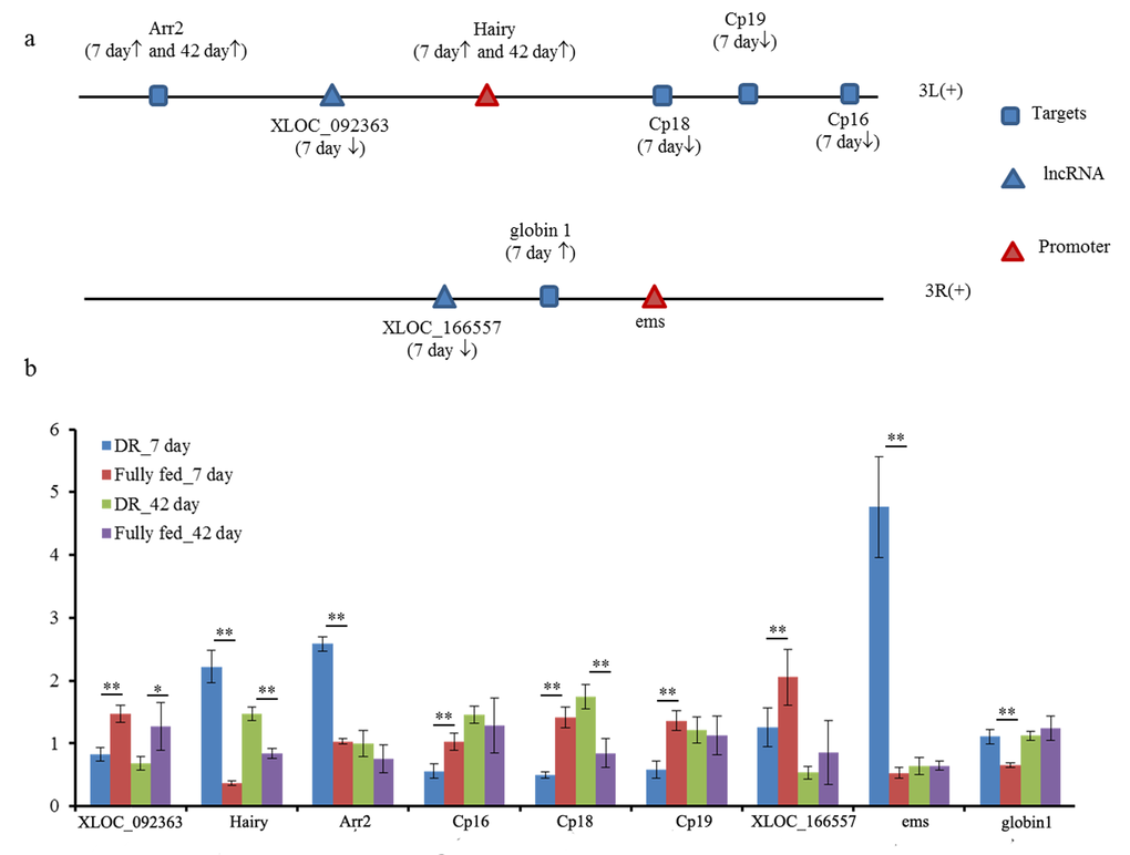 Two promoters associated lncRNA XLOC