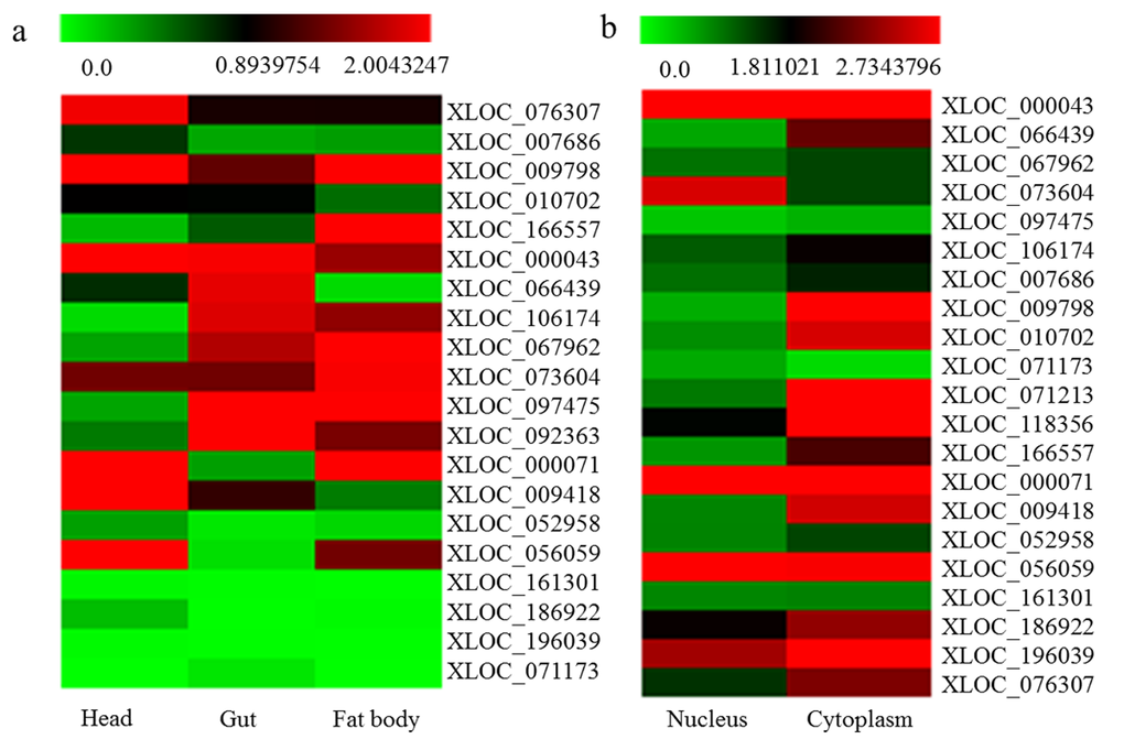 Tissue specificity of differentially expressed lncRNA. (a) the tissue specificity of 20 differentially expressed lncRNA at 7 day under DR condition had been analyzed in gut, head, and fat body of flies; (b) 21 differentially expressed lncRNA whether located in cytoplasm or nucleus of Schneider’s line 2 cell were detected.