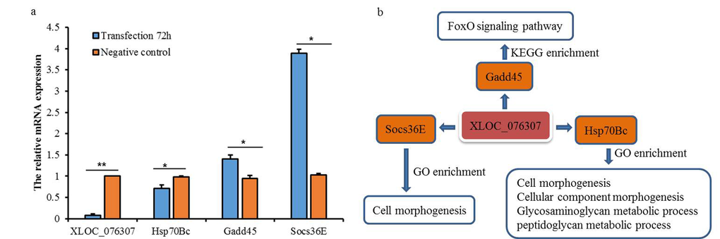 Expression levels of three targets after 72h of transfection XLOC