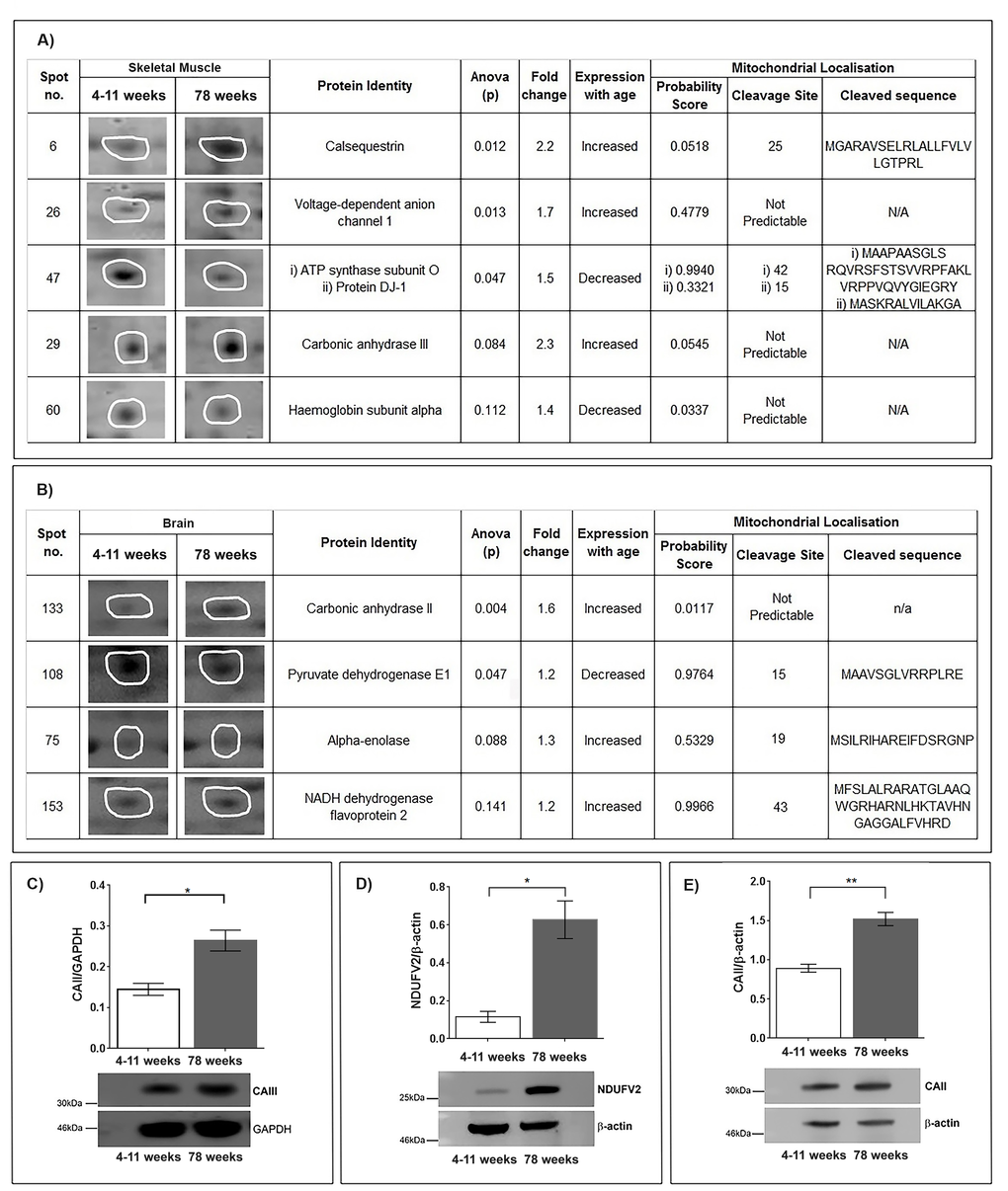 (A) Identification of protein changes with age in the skeletal muscle mitochondrial proteome. Five protein spots were selected after (SameSpots) analysis comparing murine skeletal muscle mitochondria aged 4-11 weeks (n=5) and 78 weeks (n=5). Representative protein spot images, statistical analyses (one-way ANOVA) and identities of the proteins (MASCOT) are shown. Mitochondrial localisation probability was calculated (Mitoprot) and is shown along with predicted cleavage sites and sequence. (B) Identification of proteins that change with age in the skeletal muscle mitochondrial proteome. Four protein spots were selected after (SameSpots) analysis comparing murine brain mitochondria aged 4-11 weeks (young) (n=3) and 78 weeks (old) (n=3). Representative protein spot images, statistical analyses (one-way ANOVA) and identities of the proteins (MASCOT) are shown. Mitochondrial localisation probability was calculated (Mitoprot) and is shown along with predicted cleavage sites and sequence. (C) Carbonic anhydrase III protein levels increase in aged skeletal muscle mitochondria. Carbonic anhydrase III, normalised to GAPDH, is significantly increased in 78 week old (n=4) skeletal muscle mitochondria compared with 4-11 week old (n=4) skeletal muscle mitochondria, p=0.0105. (D) NADH dehydrogenase flavoprotein 2 protein levels increase in aged brain mitochondria. NADH dehydrogenase flavoprotein 2, normalised to beta-actin, is significantly increased in 78 week old (n=4) brain mitochondria compared to 4-11 week old (n=4) brain mitochondria, p=0.0109. (E) Carbonic anhydrase II protein levels increase in aged brain mitochondria. Carbonic anhydrase II, normalised to beta-actin, is significantly increased in 78 week old (n=4) brain mitochondria compared to 4-11 week old (n=4) brain mitochondria p=0.0015. Columns display mean activity ± SEM. * = p