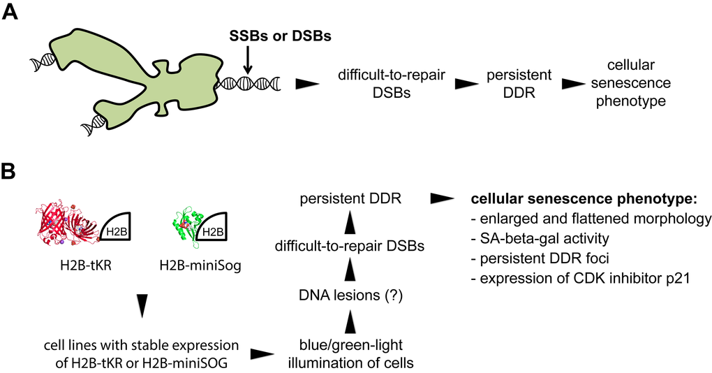 Overview of the method used to optogenetically induce cellular senescence in vitro. (A) Model illustrating how mild genotoxic stress can induce cellular senescence-like proliferation arrest (according to [30]). (B) Overview of the method for inducing cellular senescence using the genetically encoded photosensitizers tandem KillerRed (tKR) and miniSOG that were targeted to chromatin.