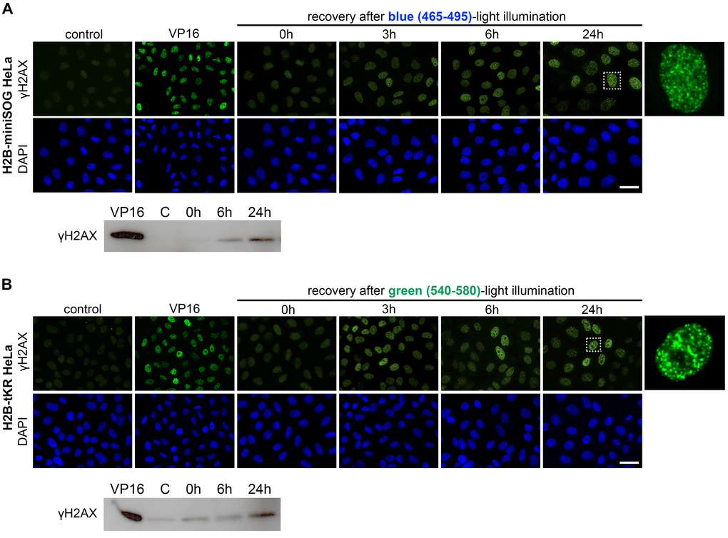 Temporal kinetics of the formation of the persistent DNA damage response foci induced by activation of miniSOG or tKR. (A-B) HeLa cells that express H2B-miniSOG (A) or H2B-tKR (B) were synchronized in S phase, illuminated with blue (465-495 nm, 65 mW/cm2, 5 min) or green (540-580 nm, 200 mW/cm2, 15 min) light, allowed to recover for the indicated time intervals (0, 3, 6 and 24 hr). Histone γH2AX was analyzed by indirect immunofluorescence or WB. Negative control represents the cells that were synchronized but not light illuminated; positive control represents the cells treated with DNA topoisomerase II inhibitor etoposide (VP16; 10 µg/ml, 1 hr). The DNA was stained with DAPI. Scale bar: 20 μm.