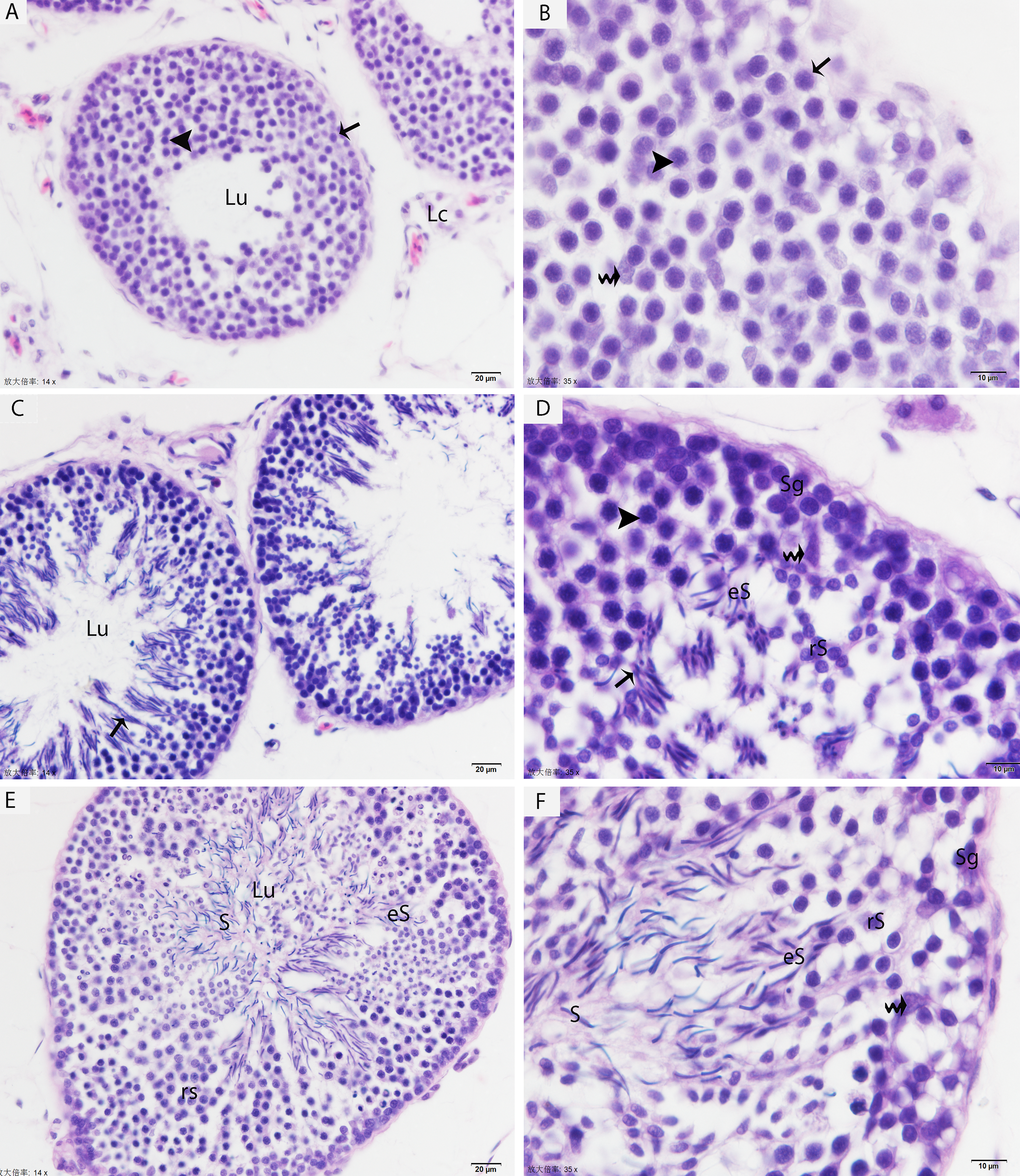 Light micrograph shows the histological structure of testis. (A, B) Seminiferous tubules show the spermatogonia (arrow) and few leptotene spermatocytes (arrowhead) in May. (C, D) Pachytene spermatocytes (arrowhead), round/elongated spermatids are present in the seminiferous epithelium, and spermatids are arranged in the sperm column (arrow) in July. (E, F) The round/elongated spermatids as well as free spermatozoa in the lumen and few spermatogonia are observed in October. LC: Leydig cell; Sg: spermatogonia; rS: round spermatid; eS: elongated spermatid; S: spermatozoa; Lu: lumen; (curved arrow): Sertoli cells. H & E stain. Scale bar= 20μm (A, C, E) and 10μm (B, D, F).