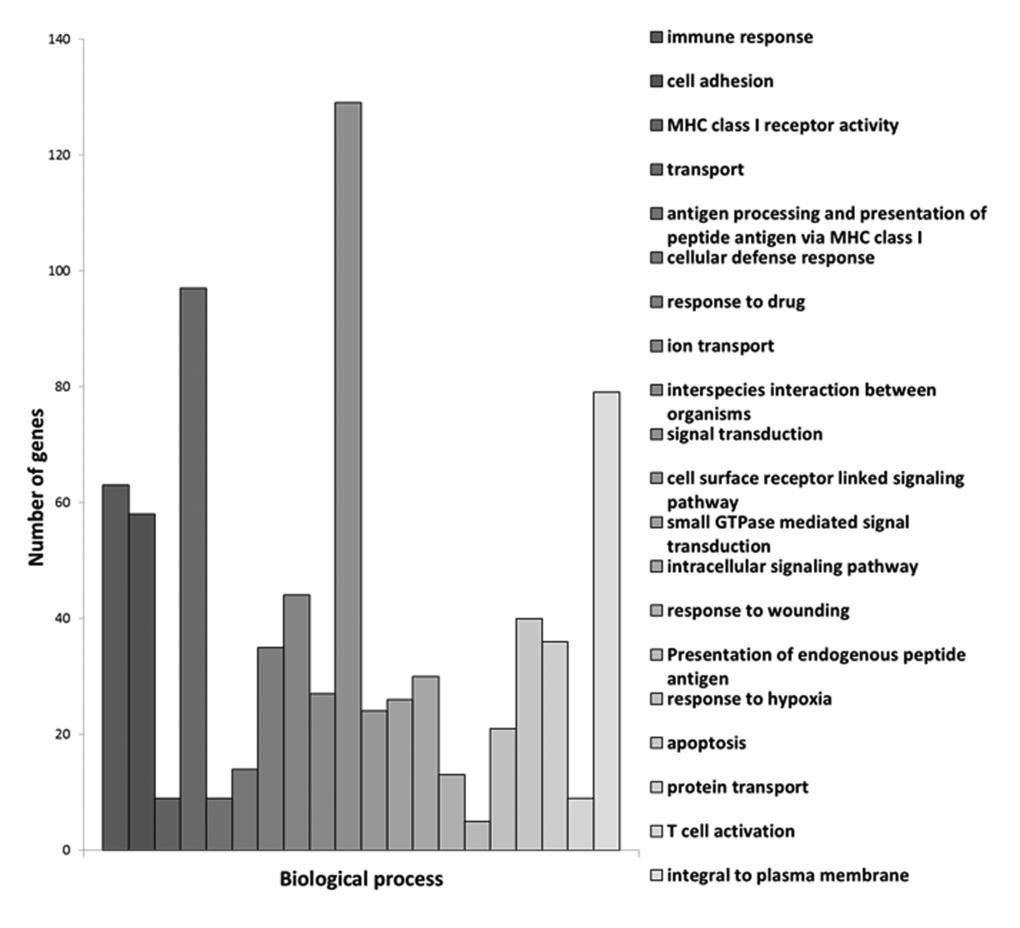 Centenarians characteristic genes grouped in terms of biological processes. In the X axis we show the biological processes implicated and in the Y axis the number of genes involved.