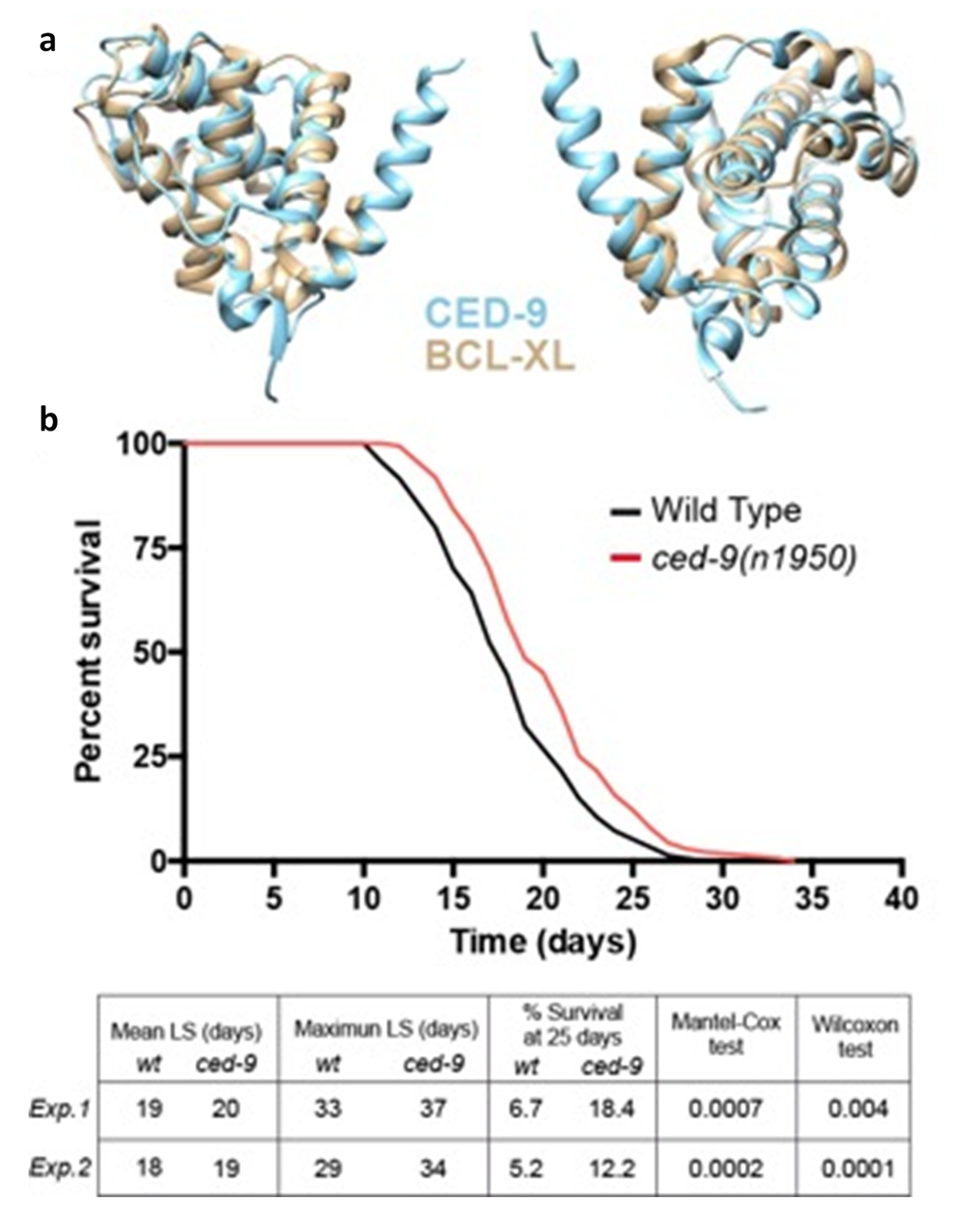 C. elegans baring a gain of function mutation in the Bcl-xLorthologced-9(n1959) show an increased longevity. (a) ced-9 and Bcl-xL protein domains by BCL-XL 3D modeling. (b) Representative wildtype and ced-9(n1959) gain of function allele longevity curve and Table with the data for two replicates (Exp.1: experiment 1; Exp.2: experiment 2). ced-9(n1950) animals show increased mean and maximum lifespan (LS) and double the percentage of alive animals at 25 days compared to wildtype. Statistical test refers to mean LS.