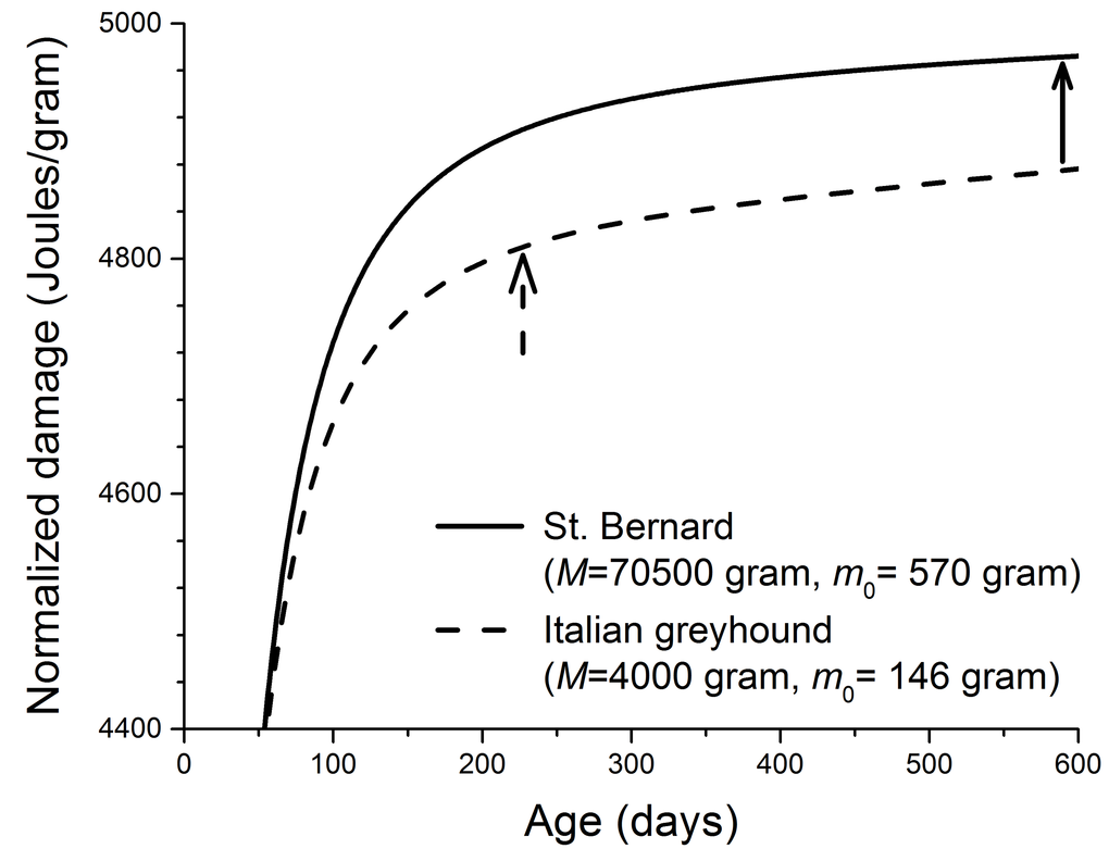 Calculated cellular damage increases as a function of age in two dog breeds. (physiological parameters in Eq. 1 required to produce this figure: B0 = 3158 Joules/(day.gram0.69) [7,8], Em = 5000 Joules/gram, and ε = 0.999) [34,40,53]. The solid and dashed arrows indicate the ages at which ~ 90% of the adult masses are reached in two dog breeds. These ages were estimated from the growth equation, and the birth and adult masses of both dog breeds.