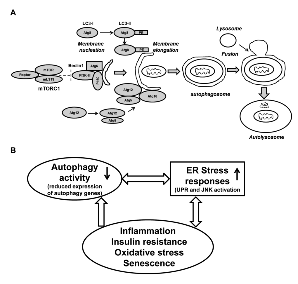 Schematic presentation of the autophagy process and its regulation: Connection with ER stress and oxidative stress and cellular senescence. (A) The formation of the initial membrane nucleation requires a kinase complex consisting of Beclin 1(Atg6), myristylated kinase (P150) and class III PI3K. The isolation membrane chooses its cargo (in this figure a mitochondria) and elongates until the edges fuse forming a double-membrane structure called an autophagosome. Two ubiquitin-like conjugation systems forming Atg8-PE (LC3-II) and Atg5-Atg12 are necessary for the elongation of the isolation membrane. The autophagosome matures by fusing with lysosomes, finally forming the autolysosomes. Abbreviations: mLST8: mammalian lethal with SEC13 protein 8, PI3KIII: phosphoinositidine 3-kinase class III, PE: phosphatidylethanolamine. (B) A simplified model of autophagy activity in aging SVFs: Diminished expression of autophagy machinery results in reduced autophagy activity. Compromised autophagy activity may lead to elevated ER stress, inflammation and oxidative damage resulting senescence. The senescent SVFs in turn further initiates a vicious cycle of compromised autophagy activity, elevated ER stress response and inflammation in the aging adipose tissue.