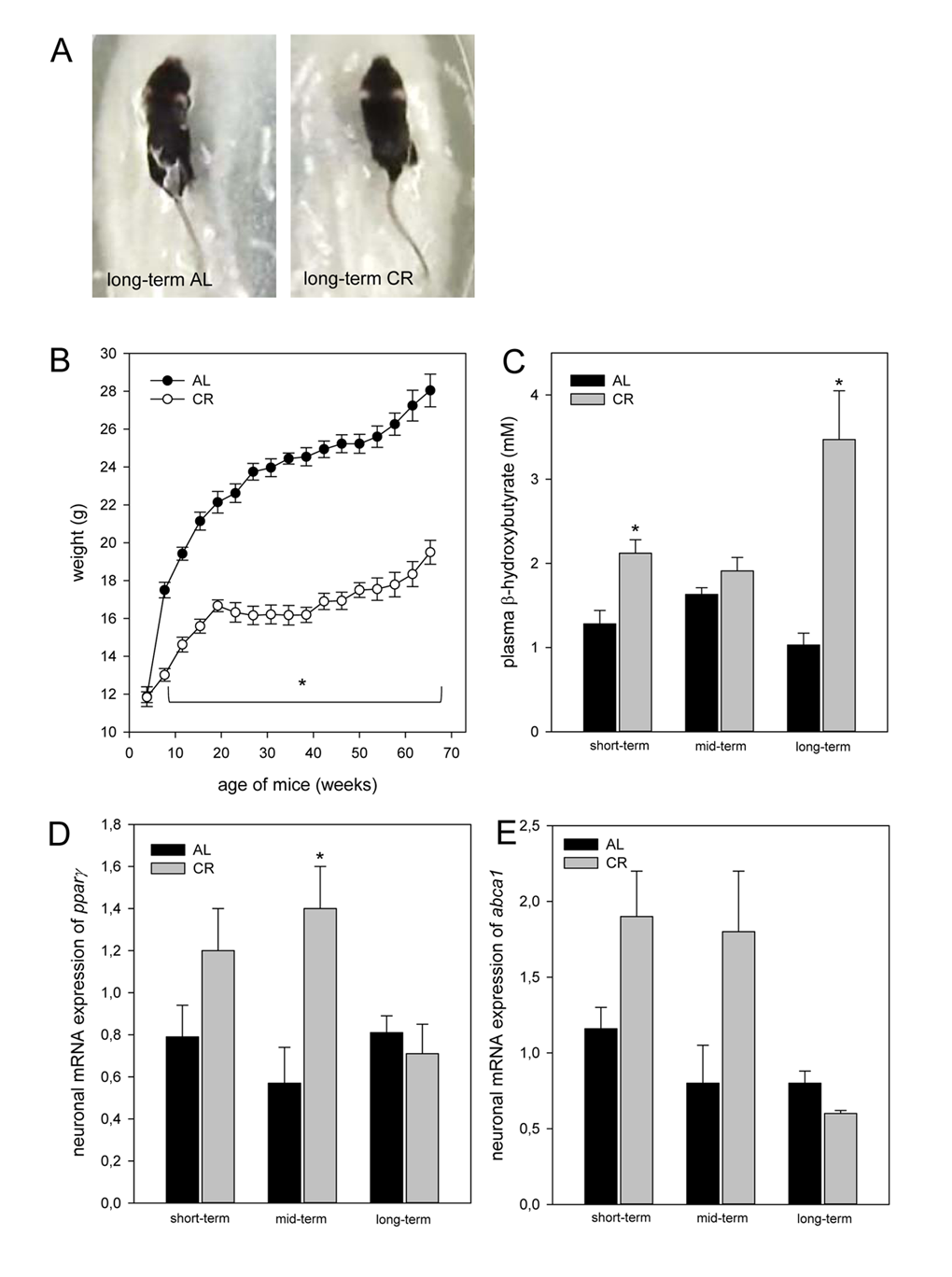 (A) Image of one long-term ad libitum (AL)- and of one caloric-restricted (CR)-fed ApoE-/- mouse. These mice were fed either AL or CR (60% of ad libitum). These images exemplarily show that in general CR-fed mice were smaller in body size than AL-fed mice. (B) Body weight (g) of AL- and CR-fed mice over a period of 68 weeks. In general, parameter of ketogenesis and lipolysis are increased in CR-fed mice when compared with the age-matched AL-fed mice indicated by a marked rise of (C) plasma β-hydroxybutyrate and of neuronal (D) pparγ and (E)abca1 mRNA expressions. Values are given as mean±SEM; ANOVA, post-hoc pairwise comparison tests: * p 