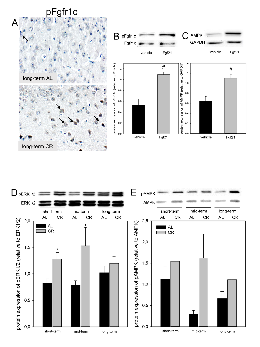 (A) Representative immunohistochemical images (original magnification x400) of pFgfr1c expression in brain of long-term ad libitum- (AL, upper panel, indicated by arrows) and of caloric-restricted-fed (CR, lower panel, indicated by arrows) ApoE-/- mice. Representative Western blots as well as densitometric analysis of (B) pFgfr1c and (C) AMPK expression in primary glial cells, which were treated with vehicle (DMEM/F12) and 5 µg/ml Fgf21. Representative Western blot and densitometric analysis of (D) pERK1/2 and (E) pAMPK expression in brain of ApoE-/- mice. Mice were fed either AL or CR (60% of ad libitum) for a short-term (4 weeks; n=14), mid-term (20 weeks; n=14) or long-term (64 weeks; n=14). Signals were corrected to that of either ERK1/2 or AMPK. Values are given as means ± SEM; ANOVA, post-hoc pairwise comparison tests: * p # p 