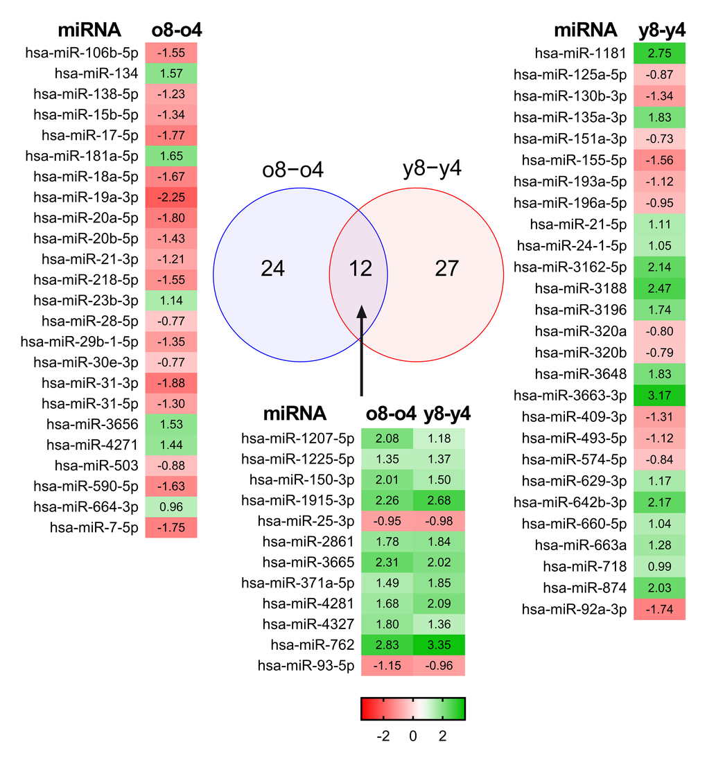 Differentially expressed miRNAs in BM-MSCs. Microarray analysis of young and old donors’ MSCs found 12 miRNAs whose expression was changed in young and old donors. Fold changes are presented as a heatmap where green color indicates up-regulation and red color indicates down-regulation of the microRNA.