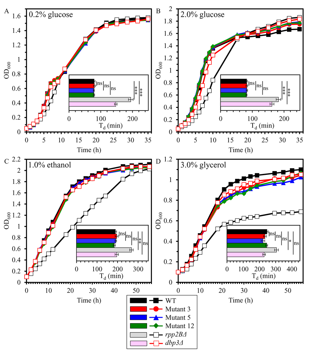 The long-lived mutant strains 3, 5 and 12 do not differ from the parental WT strain in the exponential growth rates and post-exponential growth efficacies in medium initially containing fermentable or non-fermentable carbon source. The parental haploid WT strain BY4742, long-lived mutant strains 3, 5 and 12 (each in the BY4742 genetic background), and the single-gene-deletion mutant strains rpp2BΔ and dbp3Δ (each in the BY4742 genetic background) were cultured in YP medium initially containing 0.2% glucose (A), 2.0% glucose (B), 1.0% ethanol (C) or 3.0% glycerol (D). The OD600 of cell cultures recovered at different time points was measured. Growth curves are shown; data for growth curves are presented as means (n = 3). For each strain, a doubling time (min) was calculated as Td = (t2 – t1) × log 2/log (OD2/OD1), where: t2 = a given time point; t1 = an earlier time point; OD2 = OD600 at a given time point; OD1 = OD600 at an earlier time point. Data for the values of Td are presented as means ± SEM (n = 3; ns, not significant; *p p 