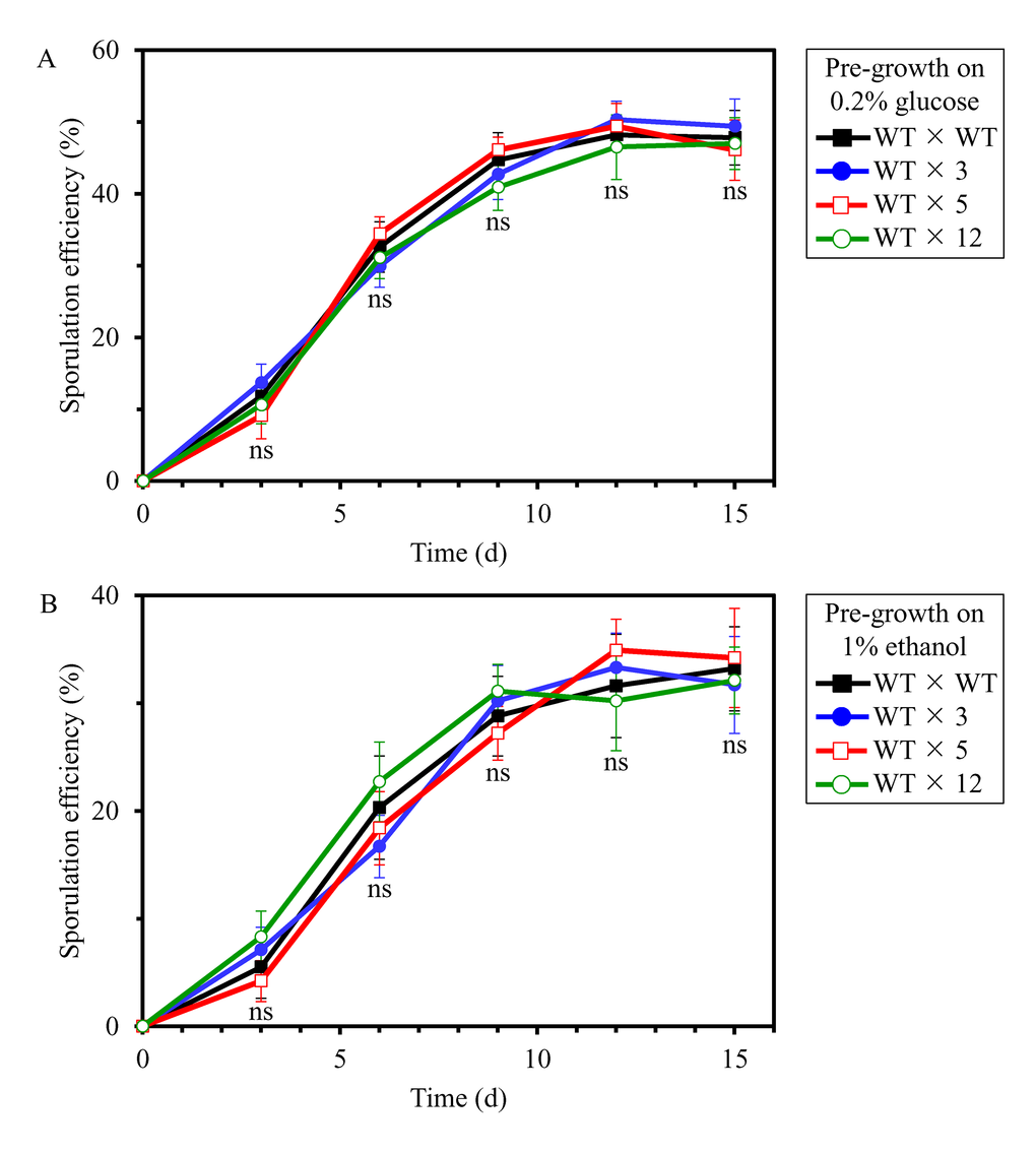 The long-lived mutant strains 3, 5 and 12 do not differ from the parental WT strain in efficacy of their sexual reproduction by sporulation, a measure of fecundity and a key trait of early-life fitness. Each of the four diploid strains formed between cells of the haploid WT strain BY4741 (MATa) and cells of the haploid WT strain BY4742 (MATα) or cells of each of the selected long-lived haploid mutant strains 3, 5 or 12 (each MATα in the BY4742 genetic background) were pre-grown to mid-logarithmic phase in YP medium initially containing 0.2% glucose (a fermentable carbon source; CR conditions) (A) or 1% ethanol (a non-fermentable carbon) (B). The efficiency of sporulation of each of the four diploid strains was measured at various time points since the beginning of a sporulation assay as described in the ″Materials and methods″ section; it was calculated as the percentage of tetrads and dyads produced by a diploid strain, relative to the total number of cells. Data are presented as means ± SEM (n = 3; ns, not significant difference). At each time point, sporulation efficiencies of the WT × 3, WT × 5 and WT × 12 diploid strains were statistically insignificant in comparison with sporulation efficiency of the WT × WT diploid strain.