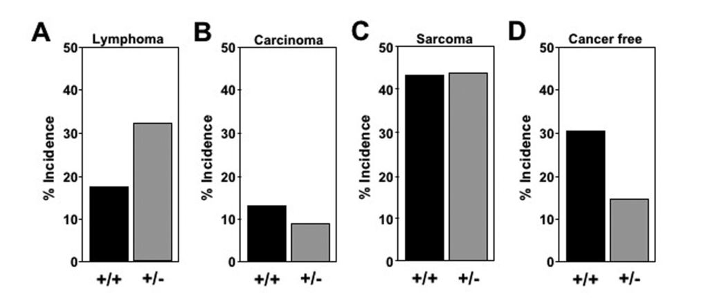 Altered tumor spectrum in Mtbp+/- mice. Pathological/histological evaluation of tissues at time of death of Mtbp+/- n=23 and Mtbp+/- n=34 littermates analyzed. The percentage of mice with each diagnosis plotted (A-D).