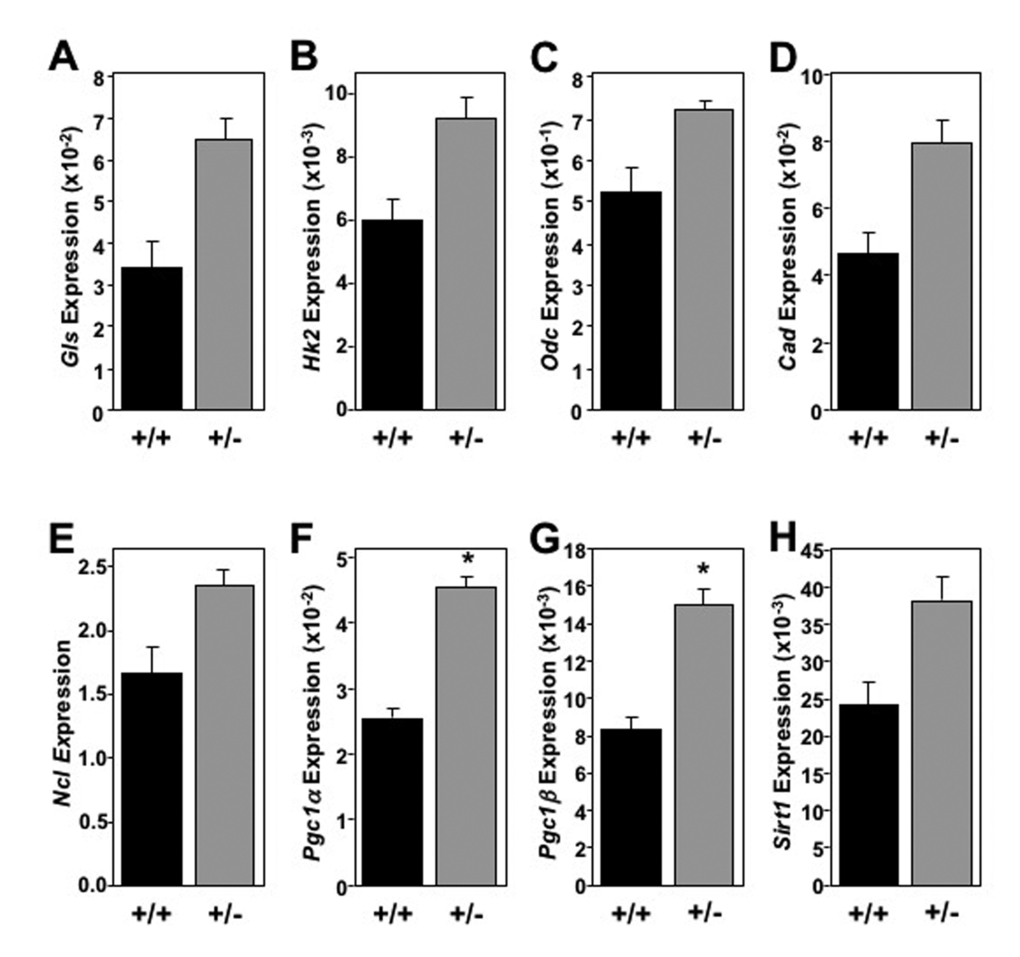 Old Mtbp heterozygous mouse livers exhibit global elevated metabolic markers. (A-H) Healthy Mtbp+/+ (+/+; n=5; black) and Mtbp+/- (+/-; n=9; gray) mice at 29 months were starved for 5 hours, sacrificed, and livers frozen with Wallenburg clamp. qRT-PCR for (A) glutaminase (Gls, p=0.1147), (B) hexokinase 2 (Hk2, p=0.1401), (C) ornithine decarboxylase (Odc, p=0.0736), (D) carbamoyl-phosphate synthetase 2/aspartate transcarbamylase/dihydroorotase, (Cad, p=0.1393), (E) nucleolin (Ncl, p=0.1412), (F) peroxisome proliferation activated receptor gamma coactivator 1-alpha (Pgc1α, *p=0.0106), (G) Pgc1-beta (Pgc1β, *p=0.0499), and (H) sirtuin-1 (Sirt1, p=0.1529) was performed. Values are relative to β-actin levels. P values calculated using student’s t-tests and error bars are SEM.