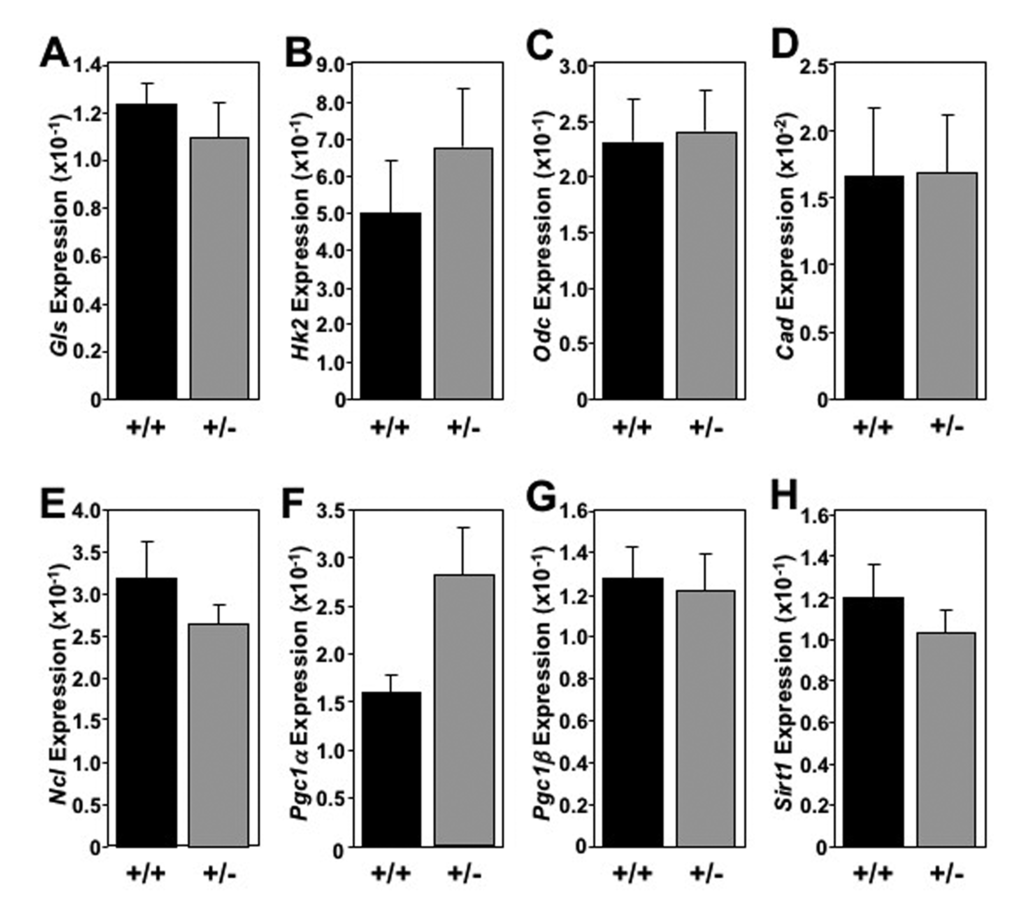 Absence of global elevation of metabolic markers in brown fat in old Mtbp heterozygous mice. (A-H) Healthy Mtbp+/+ (+/+; n=5; black) and Mtbp+/- (+/-; n=8; gray) mice at 29 months were starved for 5 hours, sacrificed, and brown fat frozen. qRT-PCR for (A) glutaminase (Gls, p=0.4982), (B) hexokinase 2 (Hk2, p=0.4555), (C) ornithine decarboxylase (Odc, p=0.8677), (D) carbamoyl-phosphate synthetase 2/aspartate transcarbamylase/dihydroorotase, (Cad, p=0.9700), (E) nucleolin (Ncl, p=0.2668), (F) peroxisome proliferation activated receptor gamma coactivator 1-alpha (Pgc1α, p=0.0531), (G) Pgc1-beta (Pgc1β, p=0.8492, +/+ n=4 due to insufficient RNA), and (H) sirtuin-1 (Sirt1, p=0.4146) was performed. Values are relative to β-actin levels. P values calculated using student’s t-tests and error bars are SEM.