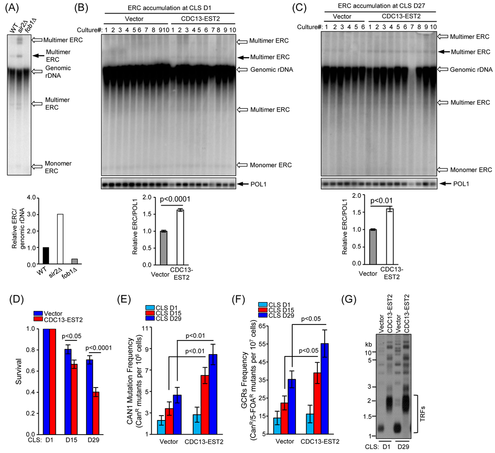 CDC13-EST2 expression enhances genome instability. (A) ERC level in fob1∆ and sir2∆ mutant cells was examined by Southern blot with a probe of 25S rDNA sequence (upper panel). One species of multimer ERCs (indicated by solid arrow) was quantified and normalized to genomic rDNA signal. Lower panel is the quantification of the ERC level in fob1∆ and sir2∆ mutant cells. The ERC level in wild-type cells was set as “1”, and the ERC value in each strain was normalized to the genomic rDNA. (B) and (C) Detection of ERC level in young cells of CLS D1 (B) and old cells of CLS D27 (C) used in Fig. 1E by Southern blot (upper panel). One species of multimer ERC (indicated by solid arrow) was quantified (lower panel). POL1 gene was used as an internal loading control. Values in the quantification are normalized to POL1 level ± SEM. (D) Chronological viability of cells carrying CAN1-URA3 cassette at CLS D1, D15 and D29. The cells of streakout 8th containing pRS315 (control) and pRS315-CDC13-EST2 was examined. Survival (viable colonies) values were normalized to CLS D1. Values are the averages of 6-10 cultures ± SEM. (E) and (F) CAN1 mutation frequency (E) and GCRs frequency (F) in overlong- and normal-telomere cells at CLS D1, D15 and D29 were examined. Values in (E) and (F) are the averages of 6-10 cultures ±SEM. (G) Telomere length analysis of cells at CLS D1 and D29. The cells of streakout 8th that containing pRS315 (normal telomere) and pRS315-CDC13-EST2 (overlong telomere) were examined.