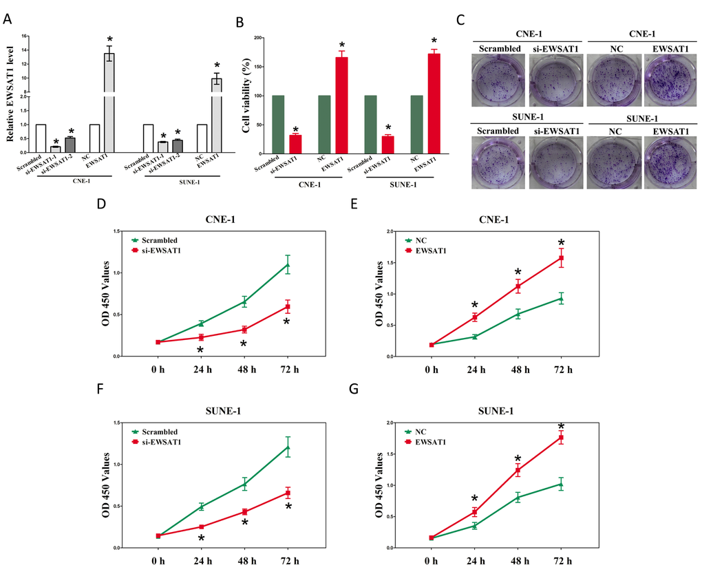 EWSAT1 promotes tumor NPC cell growth in vitro. (A-B) Statistical analysis of trypan blue staining. (C) Shown is representative photomicrograph of colony formation assay after transfection for fourteen days. (D-G) CCK8 assays of CNE-1 and SUNE-1 cells after transfection. Assays were performed in triplicate. *P 