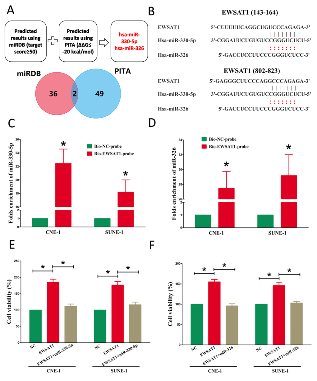 EWSAT1 is a direct target of miR-326/330-5p. (A) Screen of the candidate miRNAs that target EWSAT1 predicted by miRDB and PITA. (B) Sequence alignment of miR-326/330-5p with the putative binding sites within the wild-type regions of EWSAT1. (C-D) Detection of miR-326/330-5p using qRT-PCR in the sample pulled down by biotinylated EWSAT1 probe. (E-F) Up-regulated miR-326/330-5p in CNE-1 and SUNE-1 cells, which stably over-expressed EWSAT1, largely reversed the favorable effects of EWSAT1 on cell proliferation. Assays were performed in triplicate. *P