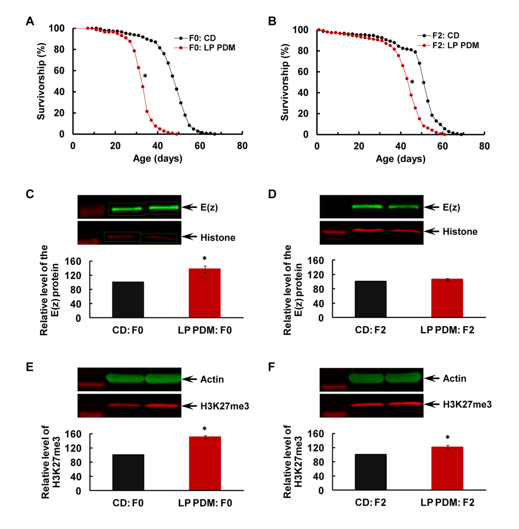 Transgenerational longevity decrease and H3K27me3 upregulation after the LP PDM in the F0 parents. (A−B) Survival curves for virgin males, (C−D) E(z) protein level (with sample westerns shown above the quantification in the same order of respective lanes; same for all the following figures with western analyses), and (E−F) H3K27me3 level in the F0 parents (A, C and E) and the F2 flies (B, D and F). After 7-day PDM of the F0 parents with the LP diet (in red) or control diet (CD; in black), all the F0 flies and their F1 and F2 offspring were maintained on the CD at all times. N=145−147 for longevity analyses, and N=4 for western analyses of E(z) and H3K27me3. The asterisk (*) indicates a significant difference from control (see main text for specific P values).