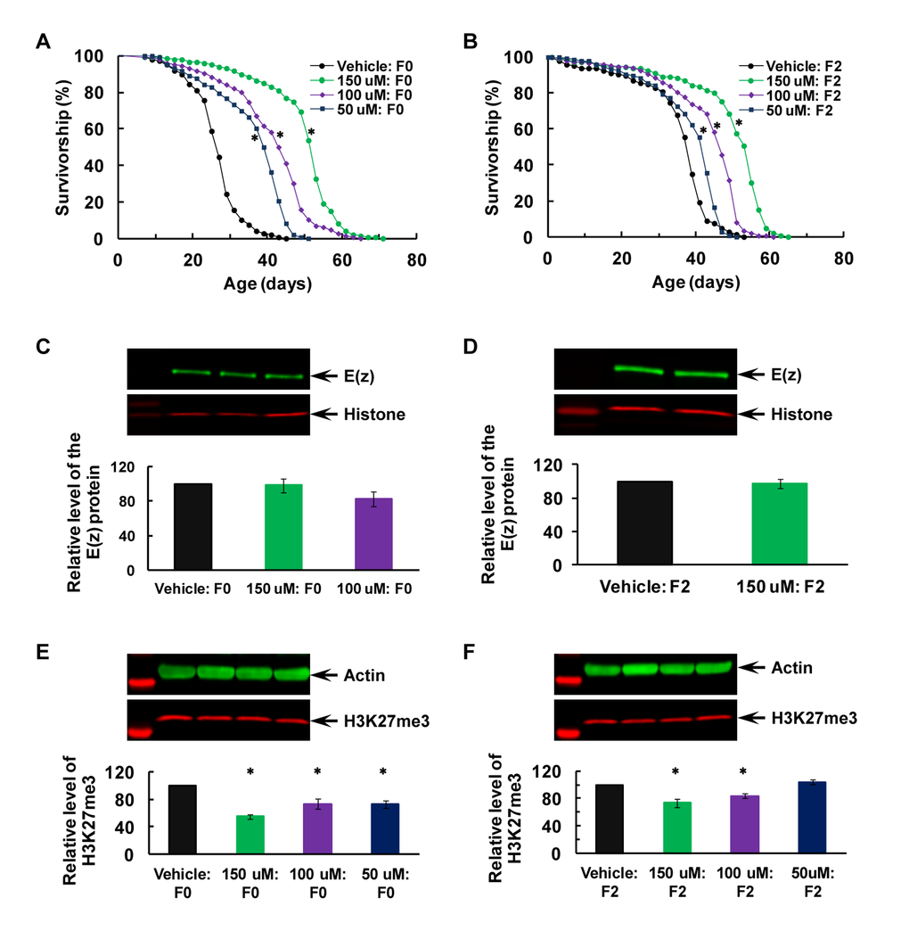 Transgenerational longevity extension and H3K27me3 downregulation after post-eclosion inhibition of the E(z) enzymatic function in the F0 parents. (A−B) Survival curves for virgin males, (C−D) E(z) protein level, and (E−F) H3K27me3 level in the F0 parents (A, C and E) and their F2 offspring (B, D and F). All the flies were raised on CD at all times after EPZ-6438 feeding dissolved in 5% sucrose as vehicle. Inhibition of the E(z) methyltransferase activity was induced for 7 days following eclosion in a dose-dependent manner. The doses of 100, 200 and 400 μM were first used to determine an effective dose at 100 μM through western analyses of H3K27me3 (see Figure S3 for details). Then 50 μM (in blue), 100 μM (in purple) or 150 μM (in green) EPZ-6438, or vehicle (in black) were used for subsequence longevity and western analyses. N=145−147 for longevity analyses, and N=4 for western analyses of E(z) and H3K27me3. The asterisk (*) indicates a significant difference from control (see Table S2 for detailed analyses and specific P values).