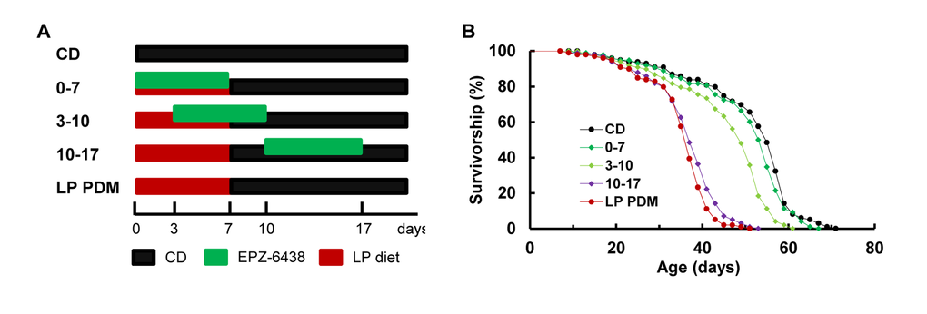 Early-life period as the critical time to extend longevity via H3K27me3. (A) Experimental design, and (B) survival curves for virgin males. The flies were subjected to one of five dietary and EPZ-6438 manipulations as illustrated in (A). N=98−99 for longevity analyses. Statistical analyses and median lifespan were summarized in Table S4.