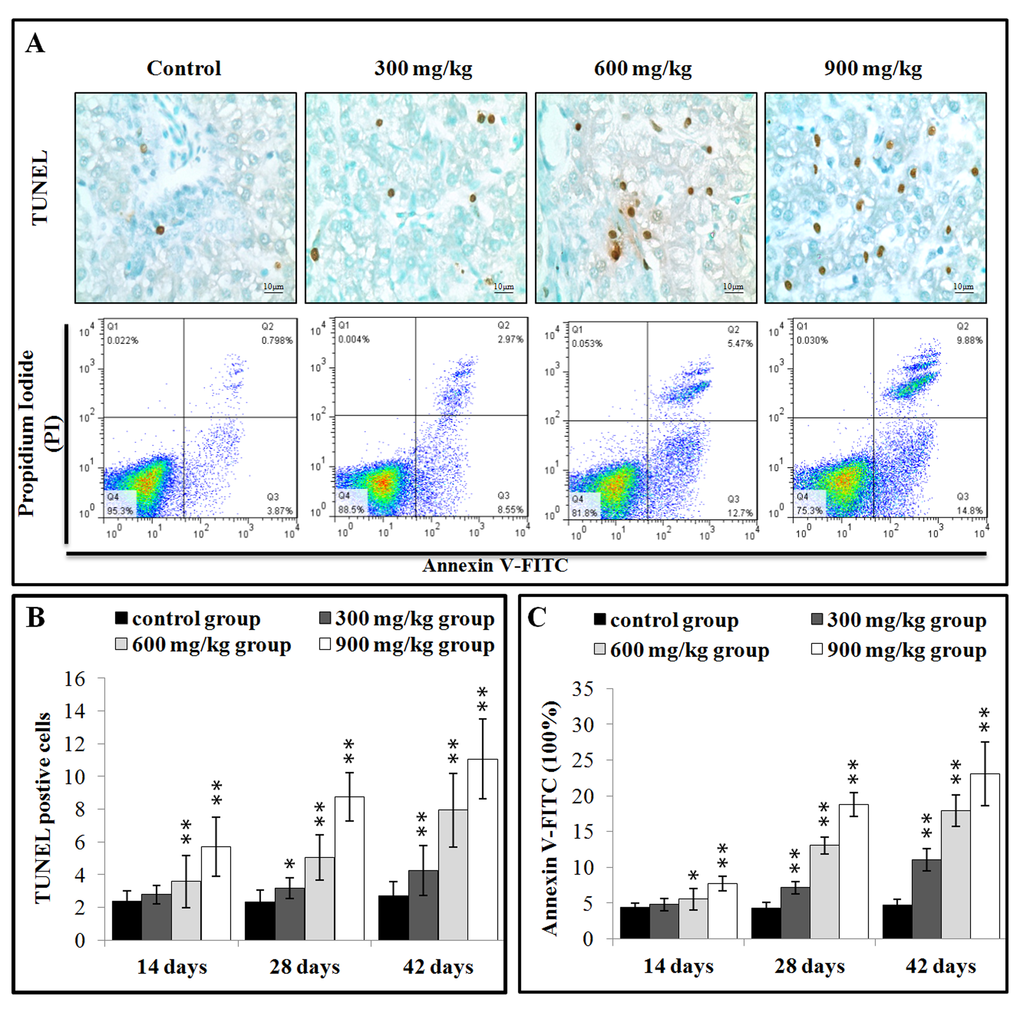 NiCl2 induces apoptosis in the liver. (A) Representative TUNEL and flow cytometric diagram of apoptosis analysis. (B) Changes of the TUNEL positive cells in the liver. (C) Changes of the percentages of annexin V positive cells in the liver. Data are presented with the mean ± standard deviation B:(n=5×5), C: (n=5). *PP