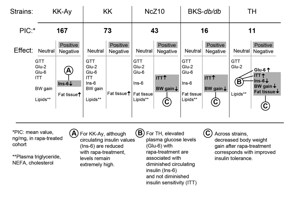 Phenotypic response pattern to rapamycin treatment scales inversely with PIC. The balance of positive and negative responses to rapamycin may be shaped by strain differences that control the pancreatic insulin content (PIC) response to rapamycin. The progress of diabetes within the first 6 weeks of treatment is relatively unaffected in strains that retain a relatively high PIC. With intermediate PIC levels, benefits appear that are associated with diminished gain in body weight, including diminished insulin resistance. At the lowest PIC level, glycemic management is impaired and hypoinsulinemic hyperglycemia emerges. *PIC: pancreatic insulin content (ng/mg) after rapa-treatment. **Lipids: plasma triglycerides, NEFA, cholesterol. Terms: GTT = glucose tolerance test; Glu-2 = non-fasting plasma glucose after 2 weeks of treatment; Glu-6 = non-fasting plasma glucose after 6 weeks of treatment; ITT = insulin tolerance test; Ins-6 = non-fasting plasma insulin after 6 weeks of treatment; BW = body weight.