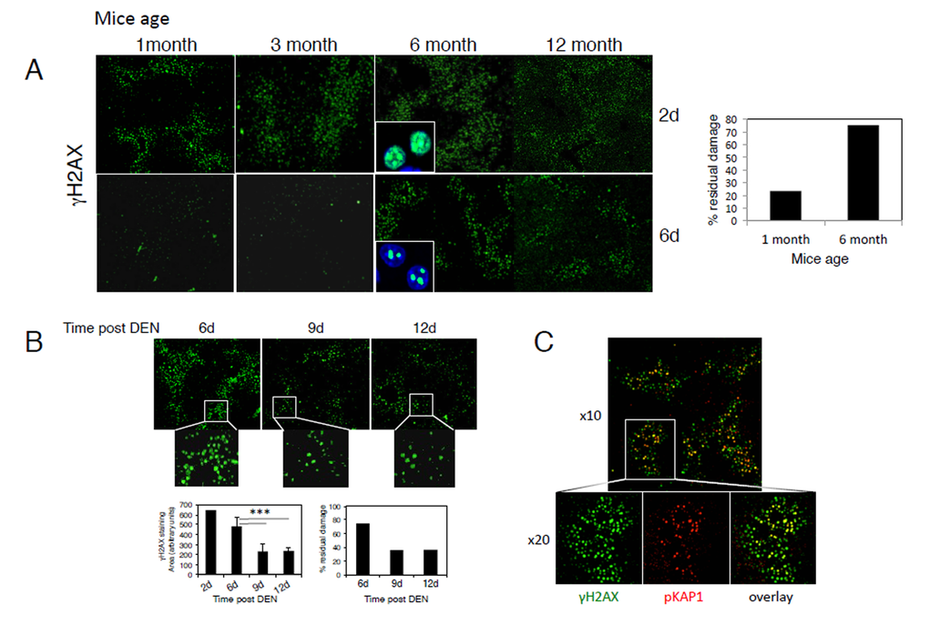 Age-dependent decline in the repair of DEN-induced DNA damage. (A) Mice at the indicated ages were injected with DEN and sacrificed after two and six days. Representative low power filed images of γH2AX staining in liver sections are shown (x4 objective). The percentage of DNA damage repair was calculated by dividing the amount of DNA damage at the peak of damage after 48h and the residual damage after the resolution phase 6 days after DEN treatment. The percentage of residual damage in 1-month compared to 6-month-old mice is shown (right panel). Insets (high power images -objective x40) depict γH2AX (green) in hepatocyte nuclei (DAPI; blue). (B) Six-month-old mice were injected with DEN and the levels of residual damage after 6, 9 and 12 days were determined as above. Insets depict the lower density and intensity of γH2AX staining in 9 and 12 days compared to 6 days post DEN. Graph (lower left panels) shows γH2AX staining areas 2-12 days after DEN injections in 6-month-old mice (average ± STD). The percentage of DNA damage repair was calculated as in A (lower right panel). An average of at least four mice in each group is shown. *** pC) Representative image of γH2AX (green) and pKAP-1 (red) staining demonstrating pKAP-1 foci overlapping with γH2AX at sites of DSBs.