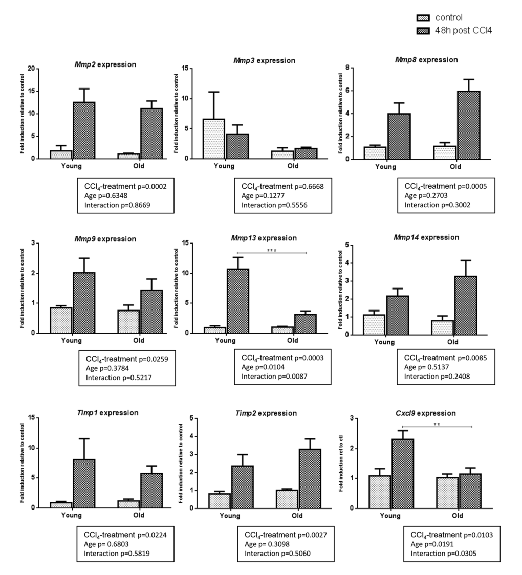 Gene expression of matrix remodeling enzymes in young and old livers. Hepatic gene expression of Mmp2, Mmp3, Mmp8, Mmp9, Mmp13, Mmp14, Timp1, Timp2 and Cxcl9 in control and CCl4-treated young and old mice (Mean ± SEM) (n=6/group). Statistical analysis was performed by two-way ANOVA for repeated measures (boxes) followed by Bonferroni’s post-hoc correction. **P