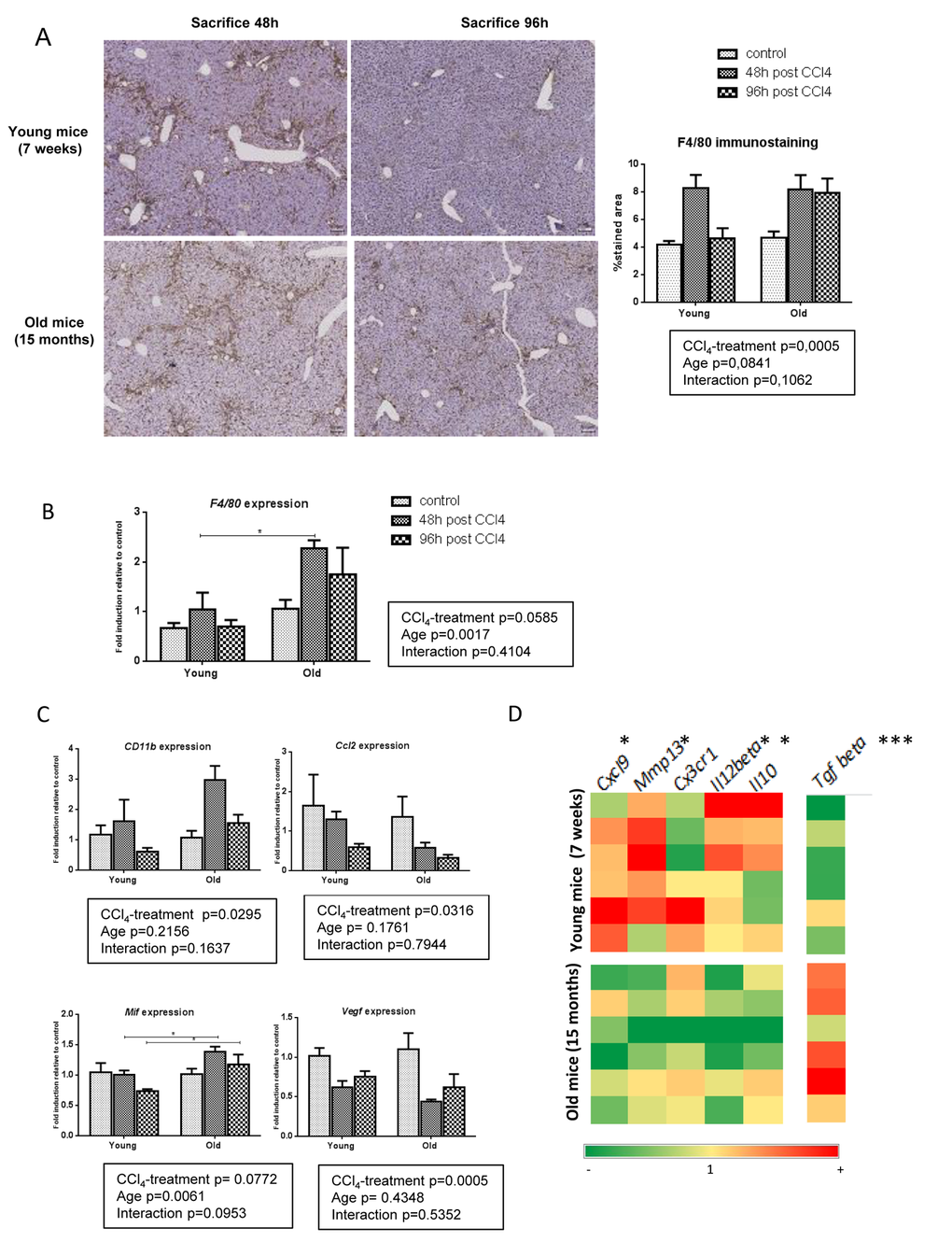 Pro-resolutive macrophages infiltrate young livers. (A) Kupffer cells were identified by F4/80 immunohistochemistry staining in young and old mice 48 and 96 hours after the last CCl4 injection (magnification 80x) (n=6/group). Scale bare 100µm. Hepatic gene expression of F4/80 (B) and, CD11b, Ccl2, Mif and Vegf (C) (Mean ± SEM) (n=6/group). (D) Hepatic genes expression of Mmp13, Cxcl9, Cx3cr1, Il12beta, Il10 and Tgf beta (n=6/group). Induction compared to untreated liver appears in red and repression in green. Statistical analysis was performed by two-way ANOVA for repeated measures (boxes) followed by Bonferroni’s post-hoc correction. *P