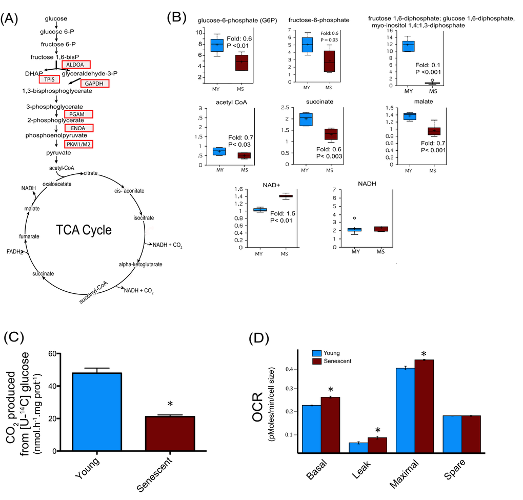 Central metabolism alterations in senescent satellite cells. (A) Modified enzymes identified in senescent cells and related to the central metabolism are represented in boxes. (B) Altered metabolites of central metabolism profiling in young (30 CPD) (MY) and senescent myoblast (MS). For the box plots, the top and bottom of the boxes represent the 75th and 25th percentile, respectively. The solid bar across the box represents the median value, while the + is the mean. Any statistical outliers are represented by a circle. The Y axis is the median scaled value (relative level). The fold change and the corresponding p value in senescent cells relative to their young counterpart is indicated in each plot (see also Data Set 1). (C) Glucose flux in young and senescent myoblasts measured by [U-14C] glucose oxidation into 14CO2. (D) Oxygen consumption rates (OCR) of young and senescent myoblasts were monitored using the Seahorse Bioscience Extra Cellular Flux Analyzer. Mitochondrial respiration was determined in basal conditions (growth media), in the presence of oligomycin (leak), and finally in the presence of increasing amounts of carbonyl cyanide m-chlorophenylhydrazone (CCCP; 1-30 μM) to determine the maximal respiration rate. The respiration reserve capacity (spare) was calculated by subtracting the basal to the maximal respiration. The OCR values were normalized to cellular size.