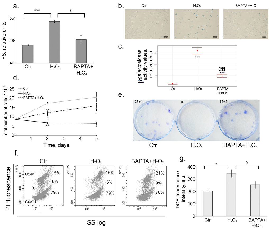 Intracellular calcium chelation by BAPTA prevents oxidative stress-induced senescence of hMESCs. Cells were treated as indicated in the legend to Figure 3. (a) BAPTA partially prevented H2O2-induced increase of cell size. Cell size was determined at day 6 after the oxidative stress. Forward scatter (FS) reflects the average cell size. (b) SA-β-Gal staining of untreated, H2O2-treated and (BAPTA+H2O2)-treated hMESCs. In 5 days after the oxidative stress cells were harvested by trypsinization and plated at a density of 4.5*103 cells per cm2 and additionally cultured for 5 days, in order to perform staining in non-confluent cultures. Scale bar is 500 µm and valid for all images. (c) Quantification of β-galactosidase activity values in control, H2O2-treated and (BAPTA+H2O2)-treated hMESCs. (d) BAPTA retained cell proliferation as compared to H2O2-treated cells. Cell number was determined by FACS at indicated time points. (e) BAPTA pretreated hMESCs maintained the colony forming ability. In 14 days after oxidative stress cells were fixed and stained to monitor cell growth. (f) [Ca2+]i chelation in H2O2-treated resulted in cell cycle phase re-distribution. Flow cytometric analysis of cell cycle phase distribution: the percentage of cells in the G0/G1, S, and G2/M phases, visualization of phase distribution is based on light-scattering analysis. SS log - side scattering. (g) Intracellular ROS levels detected at day 6 after H2O2 stimulation by FACS analysis after staining with H2DCFDA. Images shown are representative of experiments performed at least three times. Graphs are presented as M ± Std.dev., and the Student’s t-test was used to determine p-value. *p˂0.05, **p˂0.005, ***p˂0.001, versus control; §p˂0.05, §§§p˂0.001, versus H2O2-treated cells. Ctr – untreated cells.