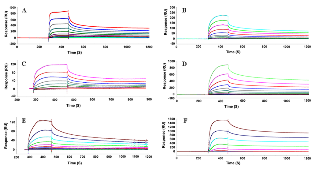 Sensorgrams of binding kinetics of immobilized QSOX to various PrP proteins. Surface Plasmon Resonance (SPR) was applied as a label-free detection method to determine the binding kinetics of QSOX with various domains of PrPs. The results reveal that the equilibrium constant (KD) is relatively low for the C-terminal globular region of human or mouse PrP (472 or 312 nM) comparing to the unfolded N-terminal region of HuPrP23-145 (3.6 nM). QSOX exhibits a higher affinity for the unstructured N-terminal region than for the C-terminal folded region of PrP, suggesting that the unfolded N-terminal region of PrP is a substrate for QSOX. Interestingly, the octamer form of moPrP89-230 displays high affinity toward QSOX (1.7 nM), indicating that a misfolded form of PrP is a potential substrate for QSOX, in agreement with our in vitro study showing that QSOX binds to PrPSc from prion-infected human and animal brains. MoPrP23-230 was injected on immobilized QSOX (A), Octamer (B), MoPrP89-230 (C), HuPrP23-231 (D), HuPrP90-231 (E), HuPrP23-145 (F). Sensorgrams showing the evolution of response (RU, resonance units) using CM5 sensor chip performed in BIAcore 3000 instrument.