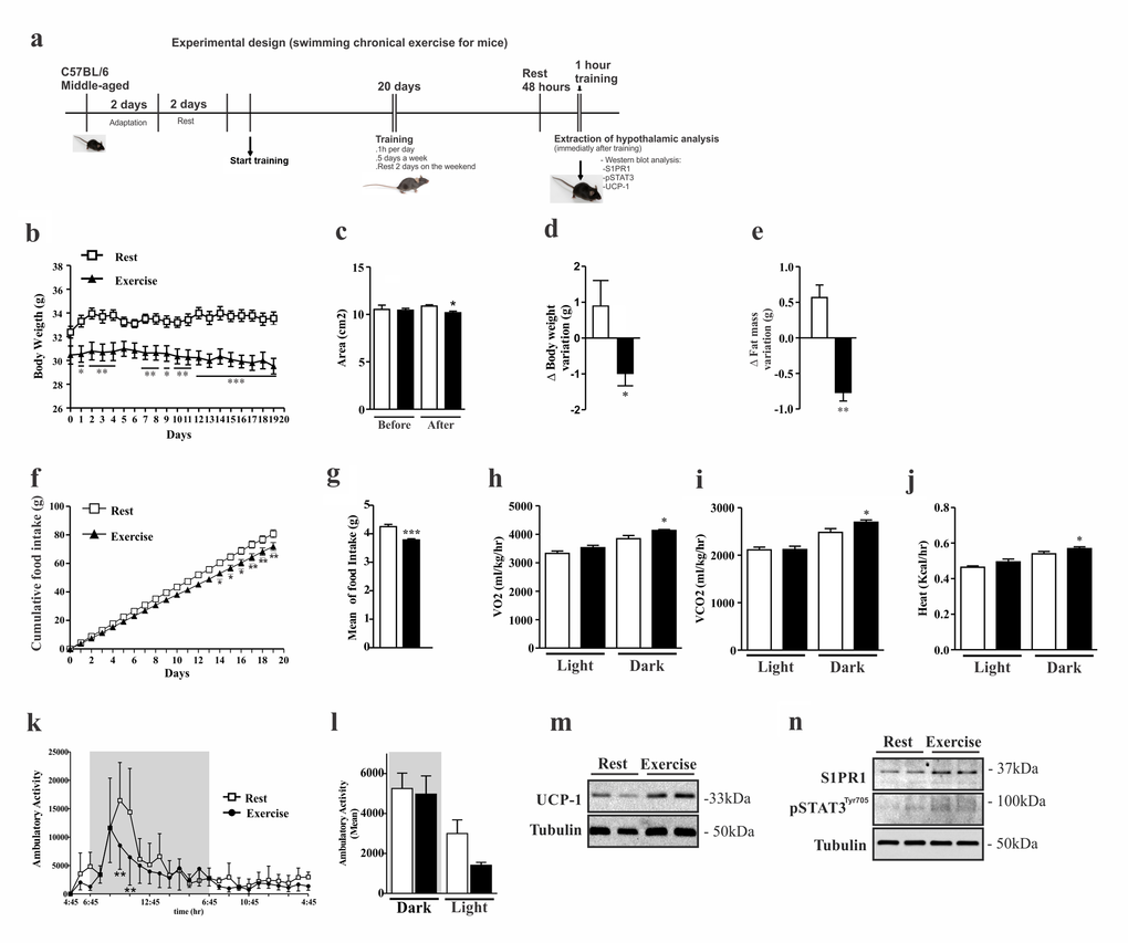 Effects of chronic exercise in the hypothalamus of middle-aged mice. Experimental design (a).Body weight curve (b). Dual energy X-ray absorptiometry analyses was performed to evaluate: area (c), body weight variation (d), fat mass variation (e) (n=3 per group). Cumulative food consumption (f), mean of food intake (g) (n=11 per group). Clams equipment were used to monitor: O2 consumption (h), CO2 production (i), heat rate (j) and ambulatory activity hours for hours during light and dark periods (k) and the mean ambulatory (l) in middle-aged exercised and at rest groups (n=3–4 per group). Analyses were made after the last day of training. Western blots of UCP1 protein levels in BAT (m); as well S1PR1 expression and STAT3 phosphorylation in the hypothalamus (n) (n=6 per group). The Student’s t-test was performed to evaluate data. ± SEM are shown in (e) **p